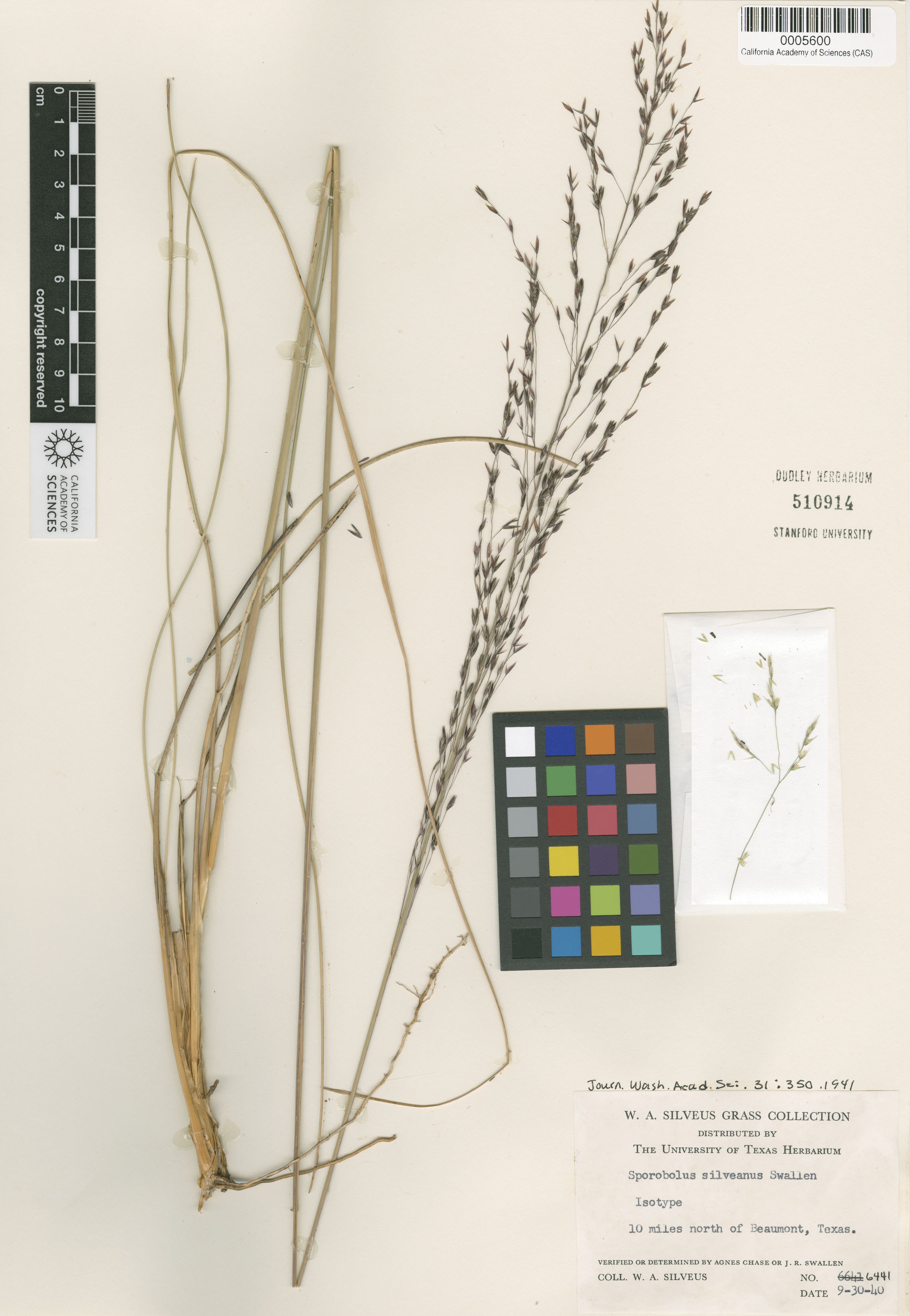 Sporobolus silveanus image