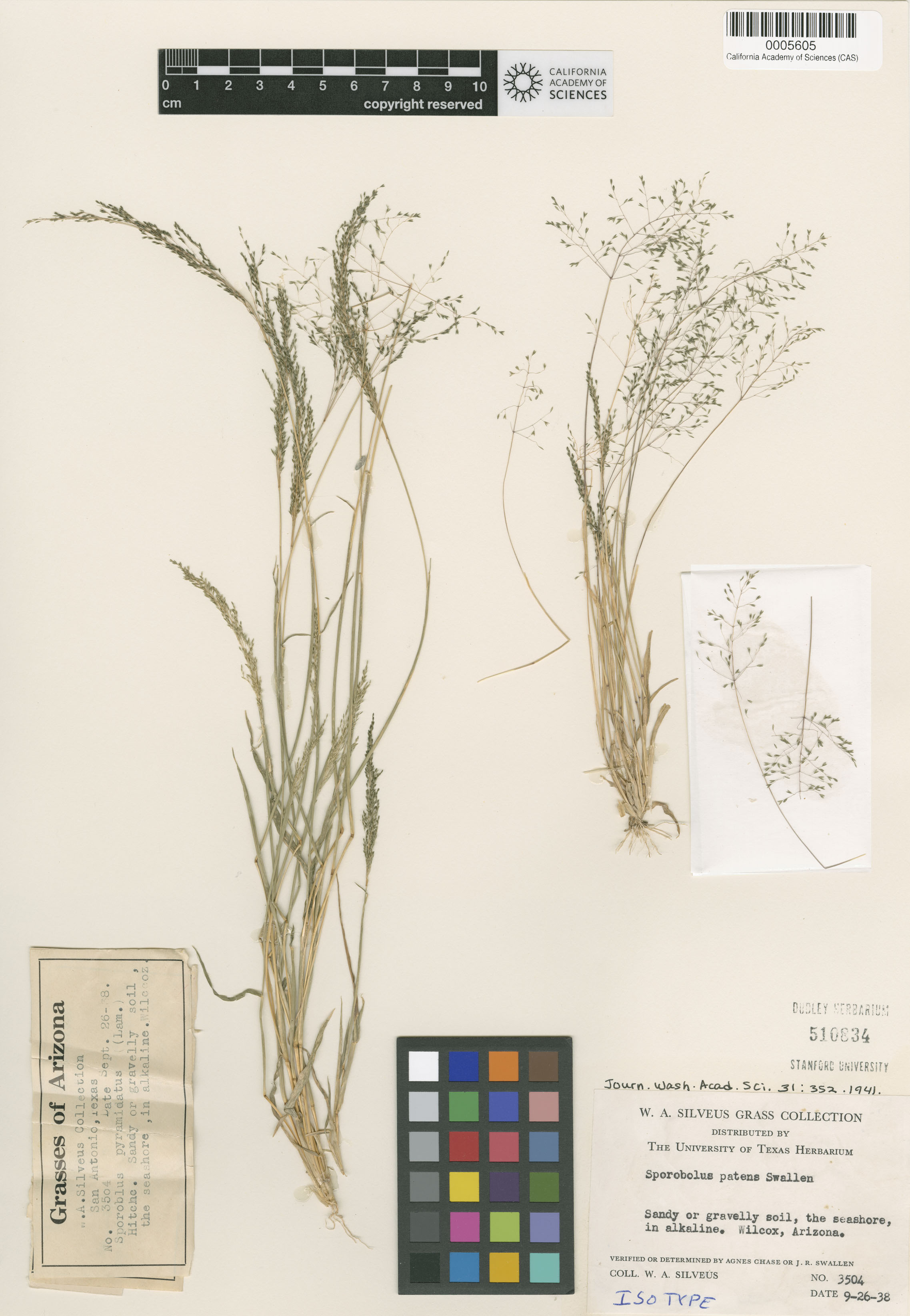 Sporobolus pyramidatus image