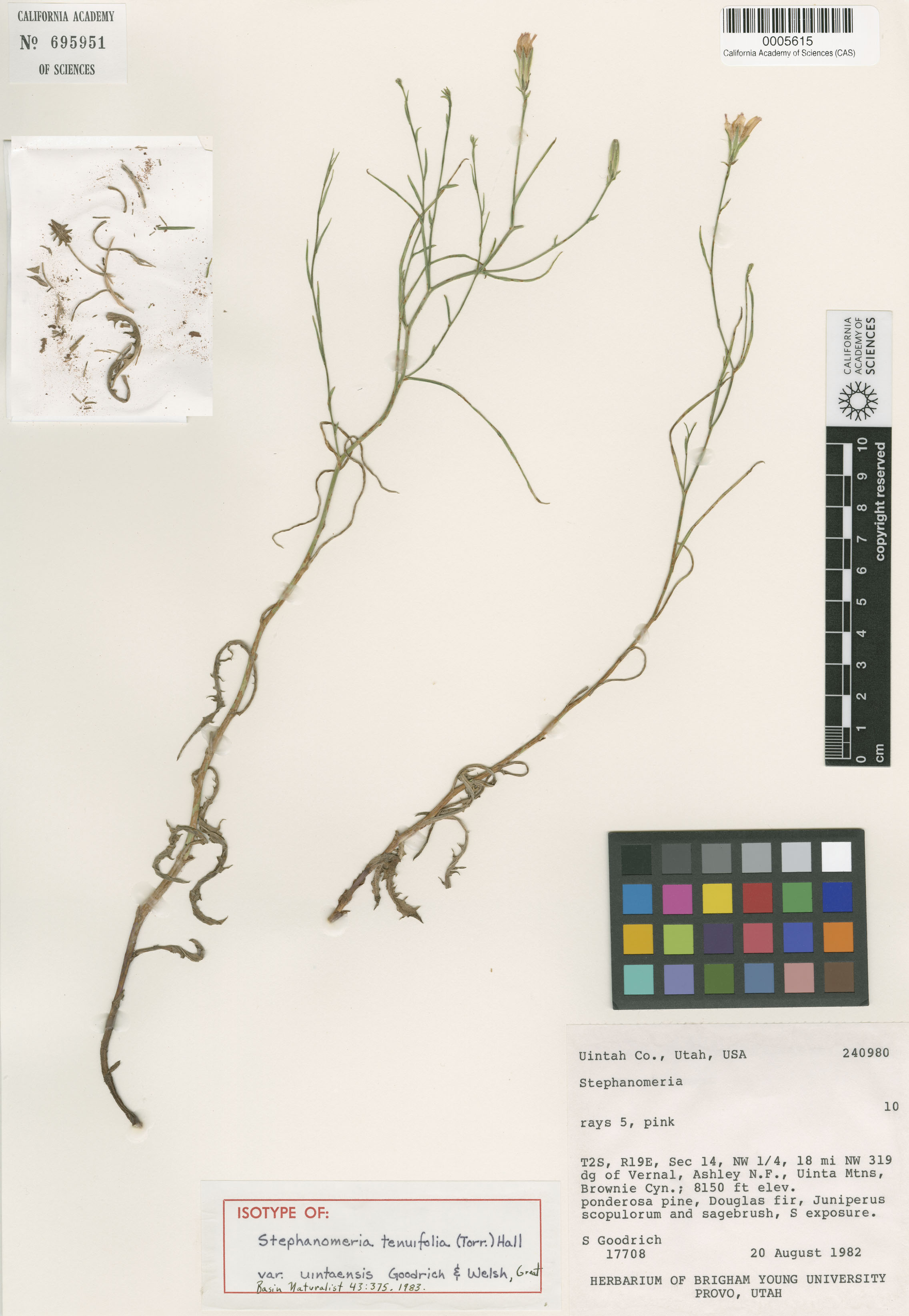 Stephanomeria tenuifolia image