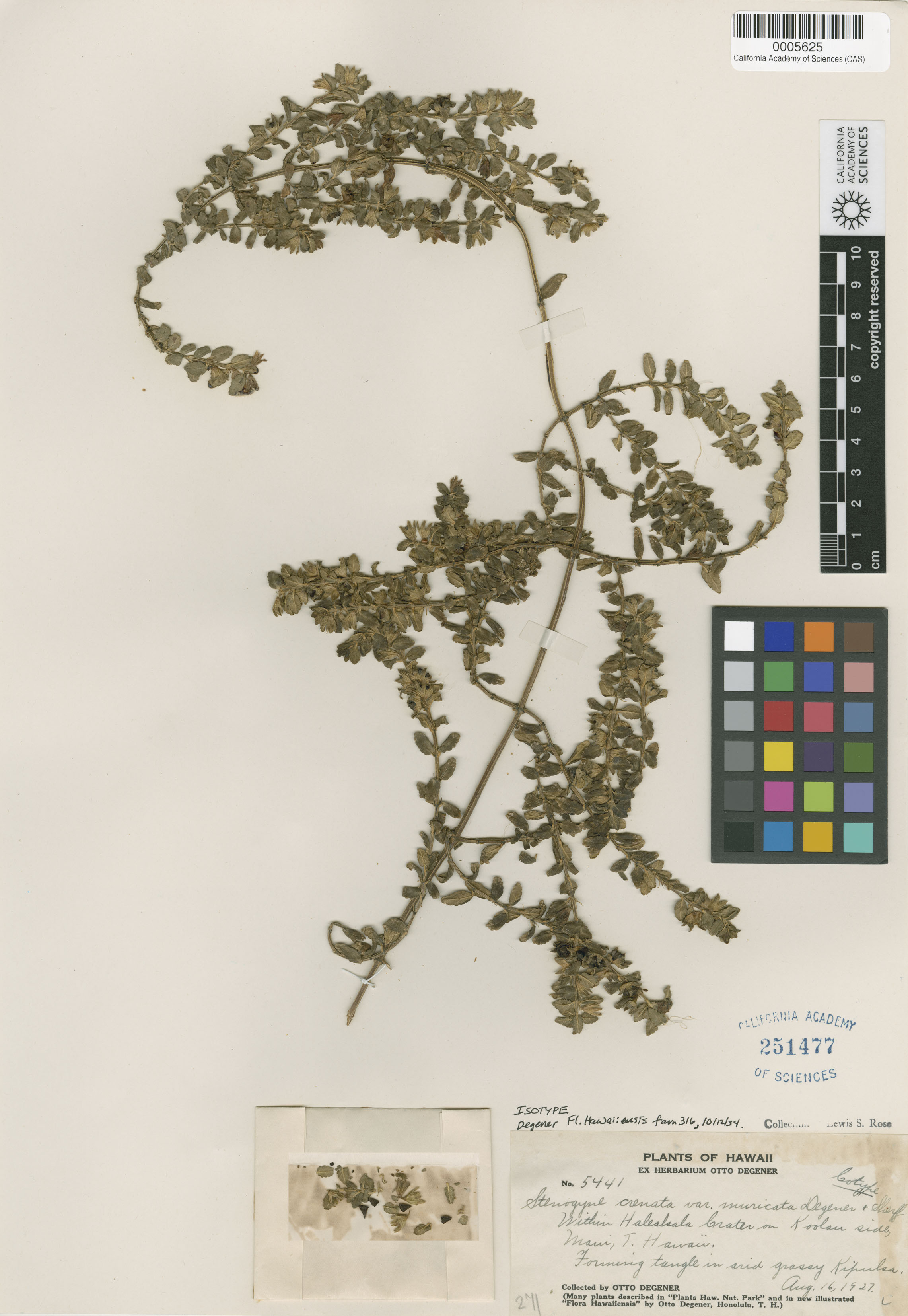 Stenogyne microphylla image