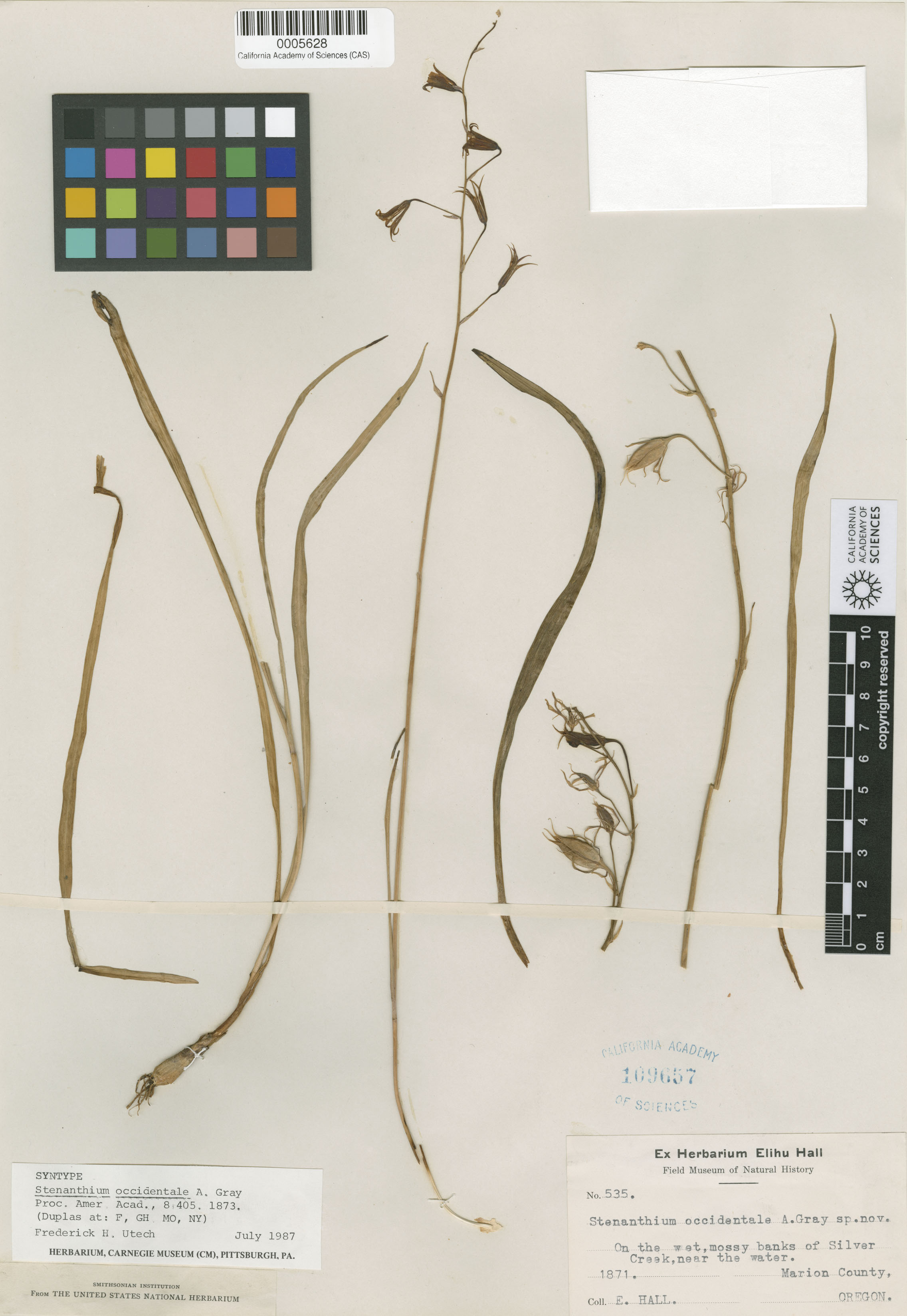 Anticlea occidentalis image