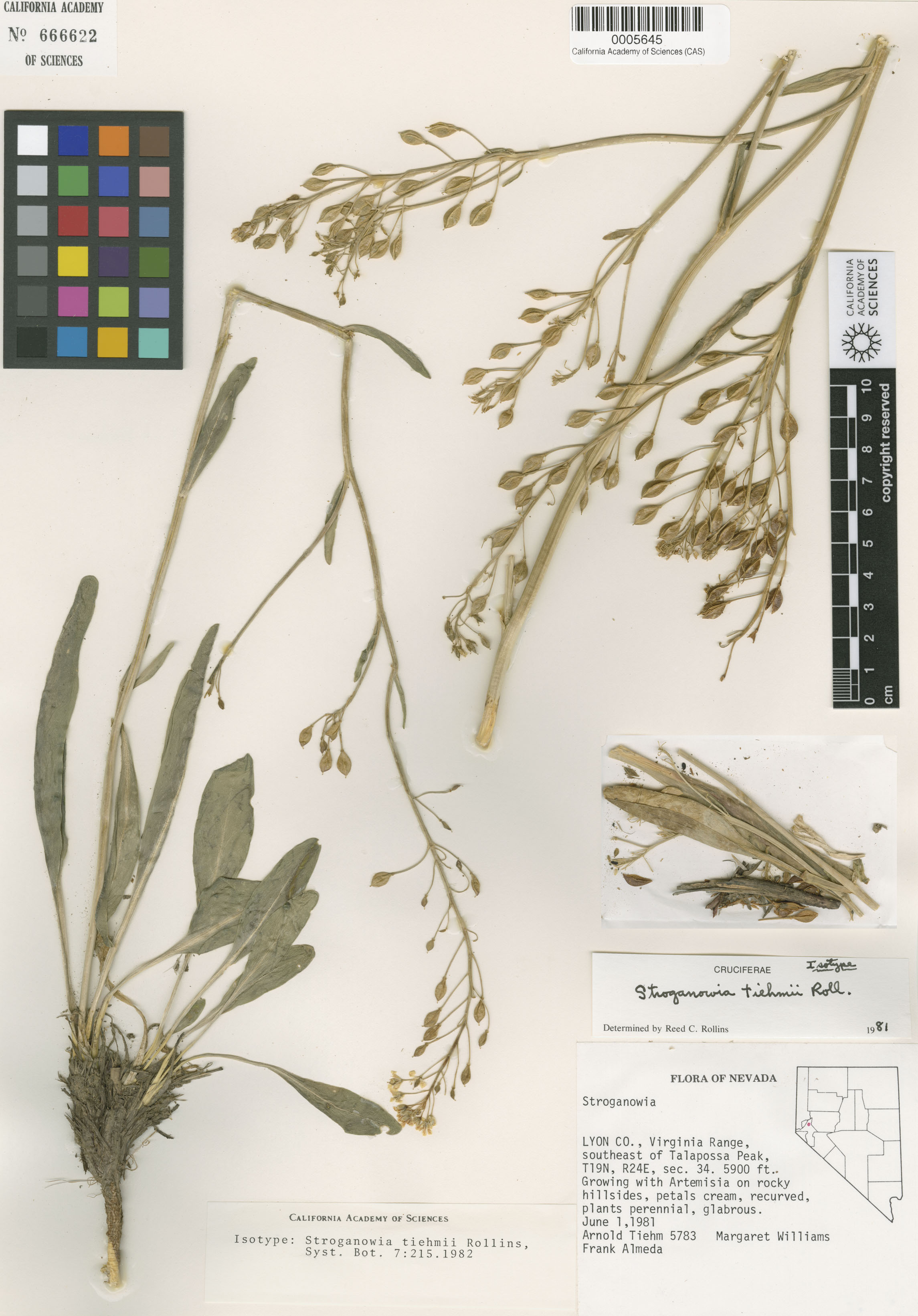 Lepidium tiehmii image