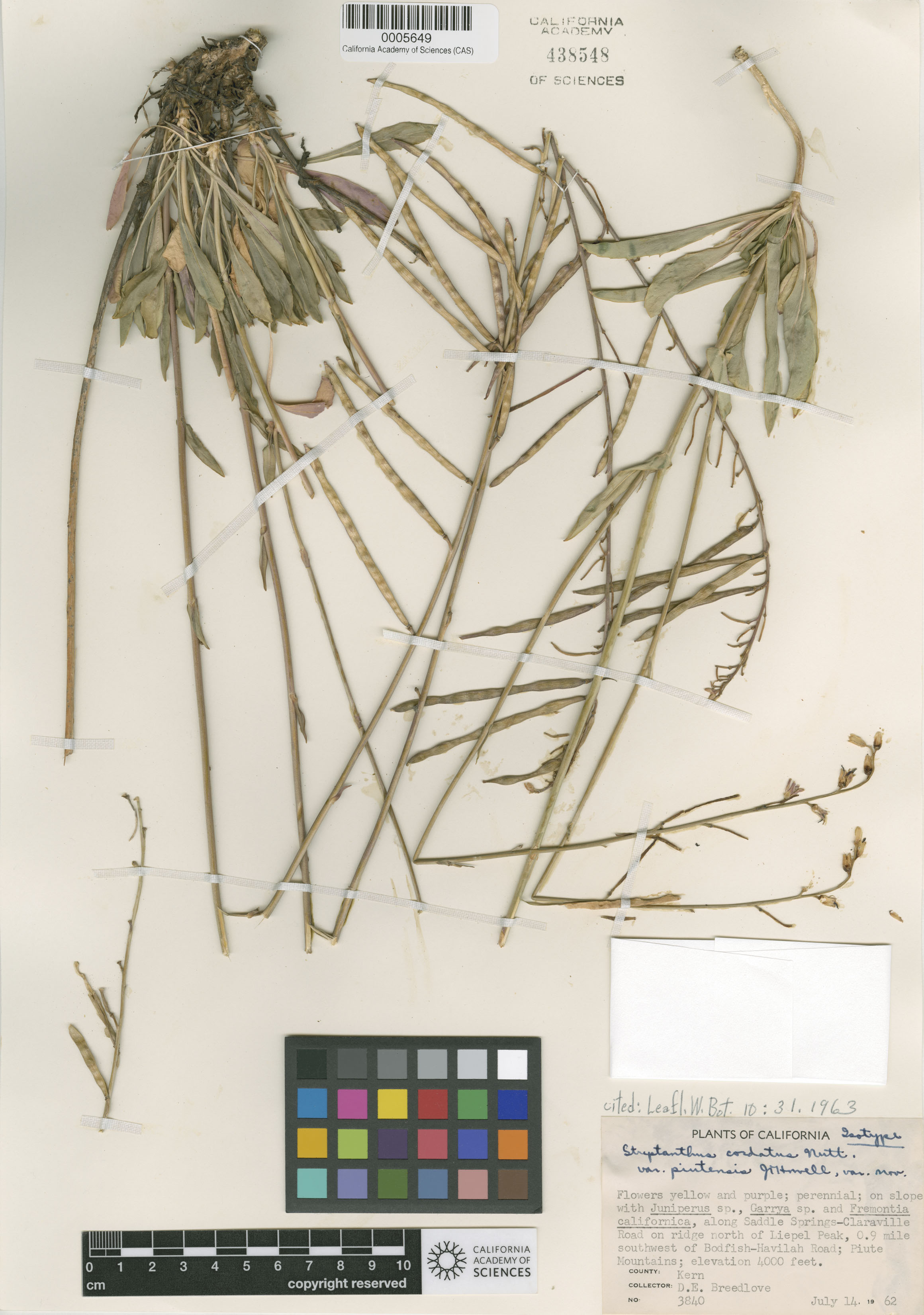 Streptanthus cordatus image