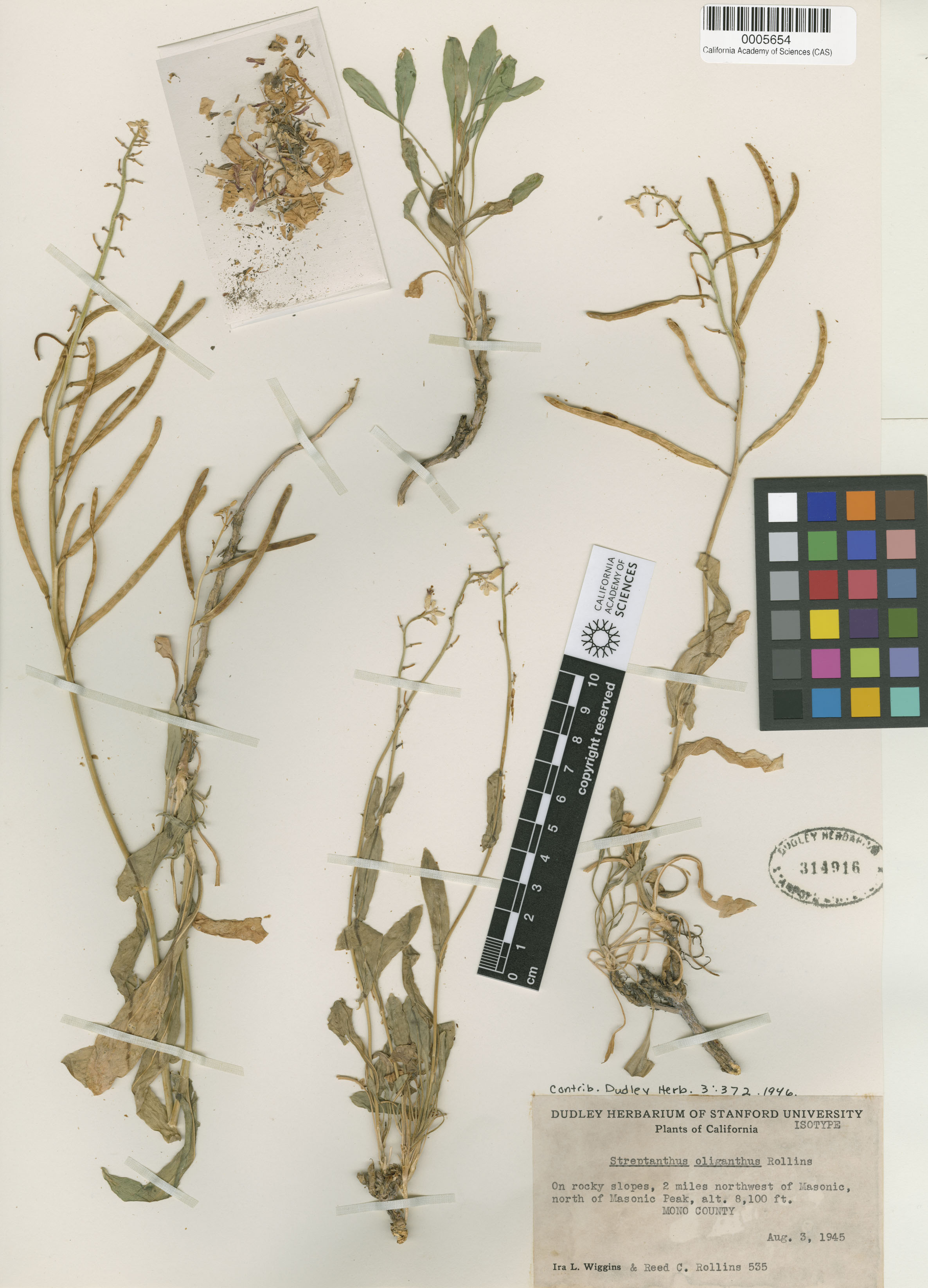 Streptanthus oliganthus image