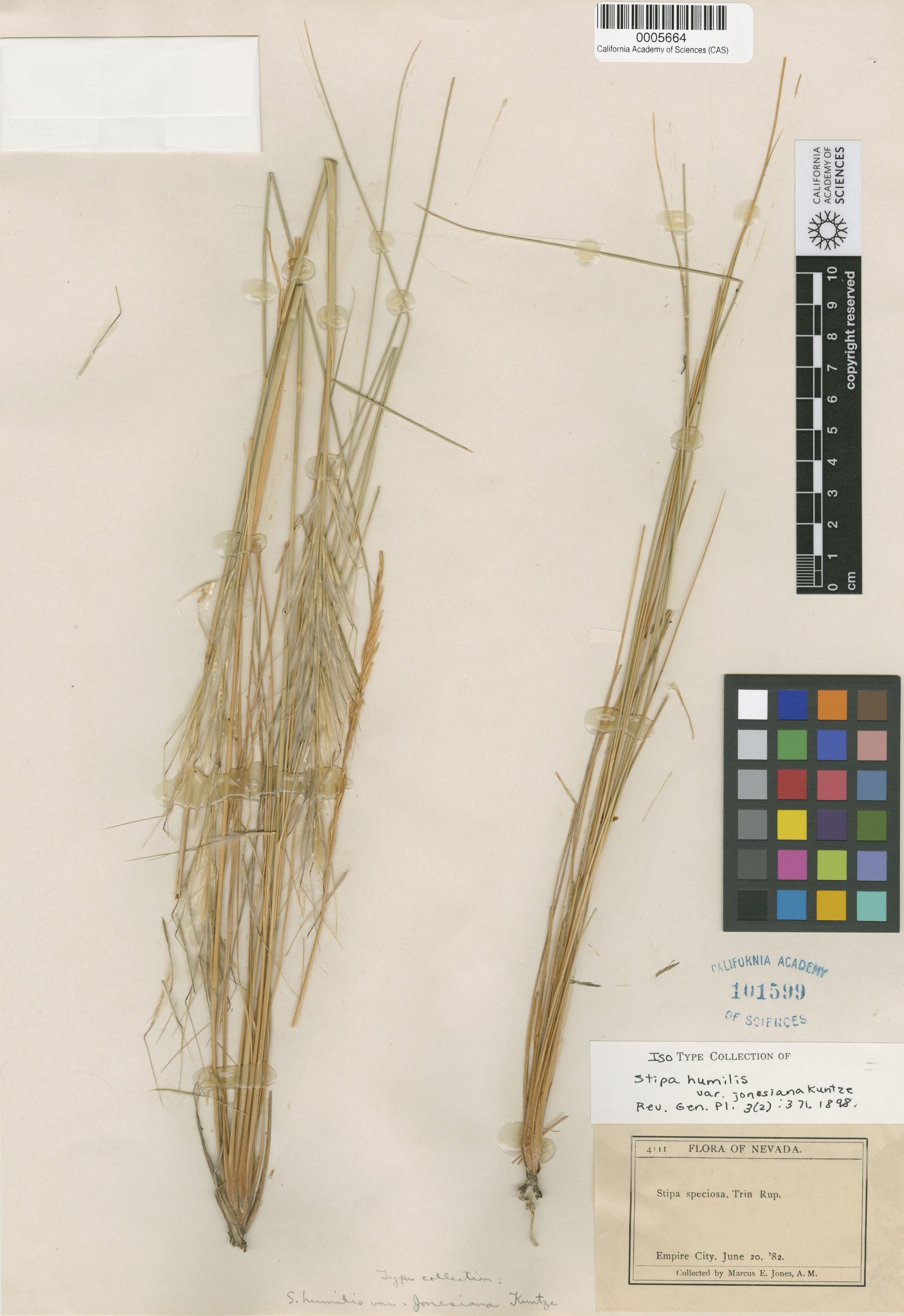 Pappostipa speciosa image