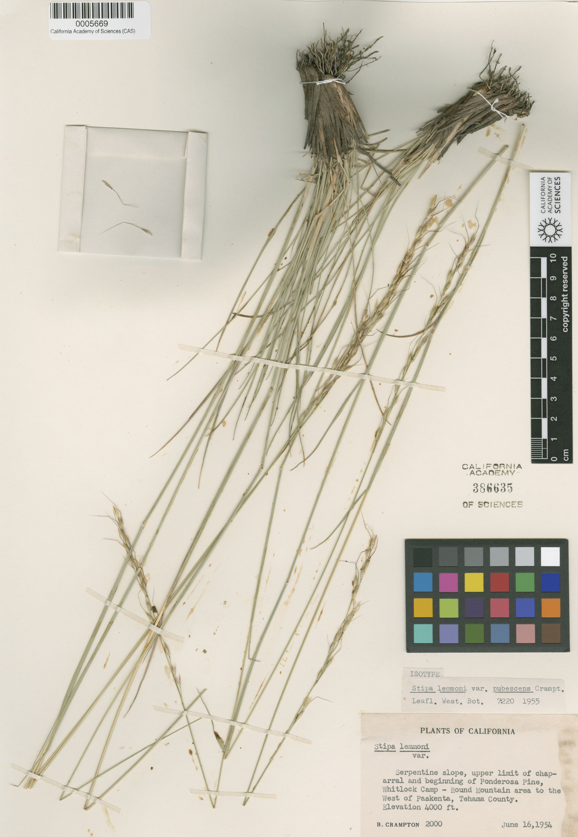 Achnatherum lemmonii image