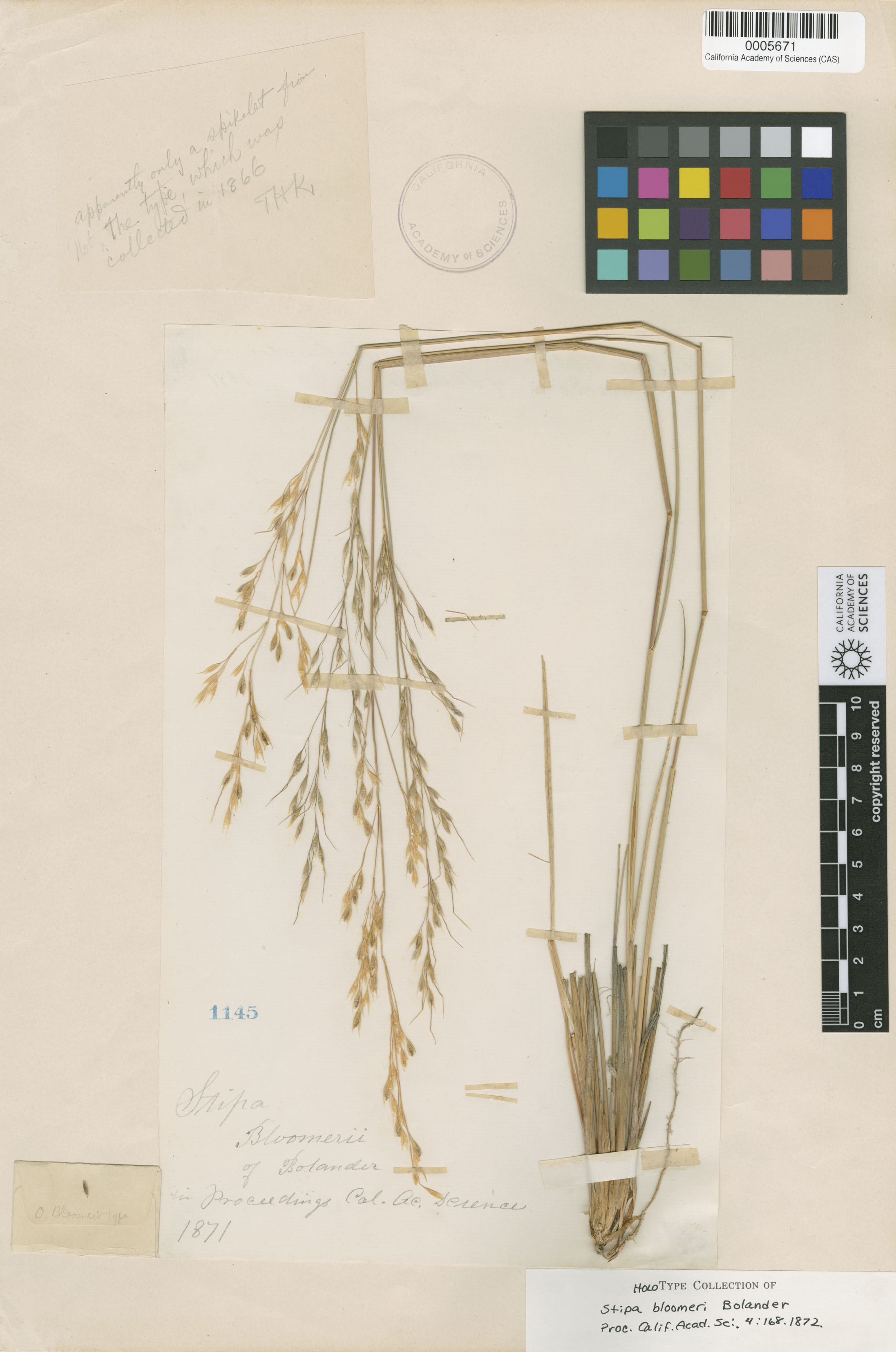 Achnatherum X bloomeri image