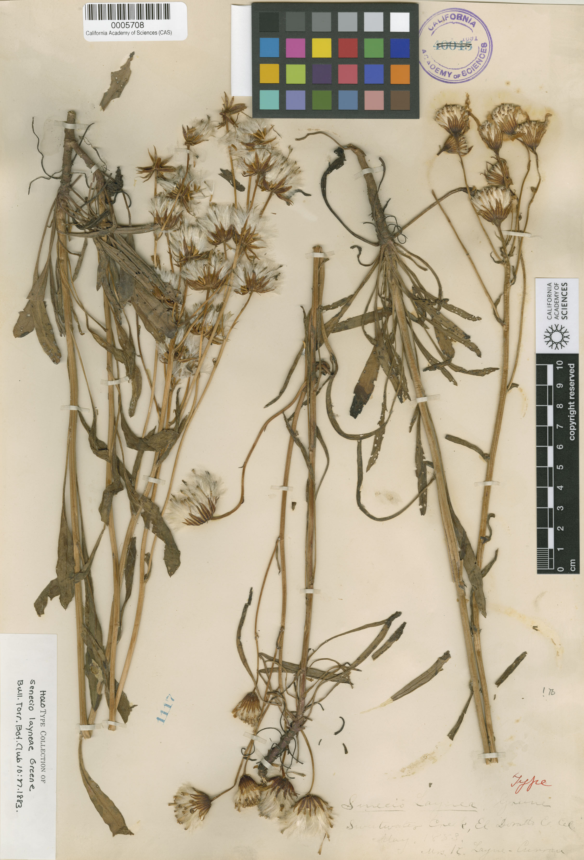 Packera layneae image