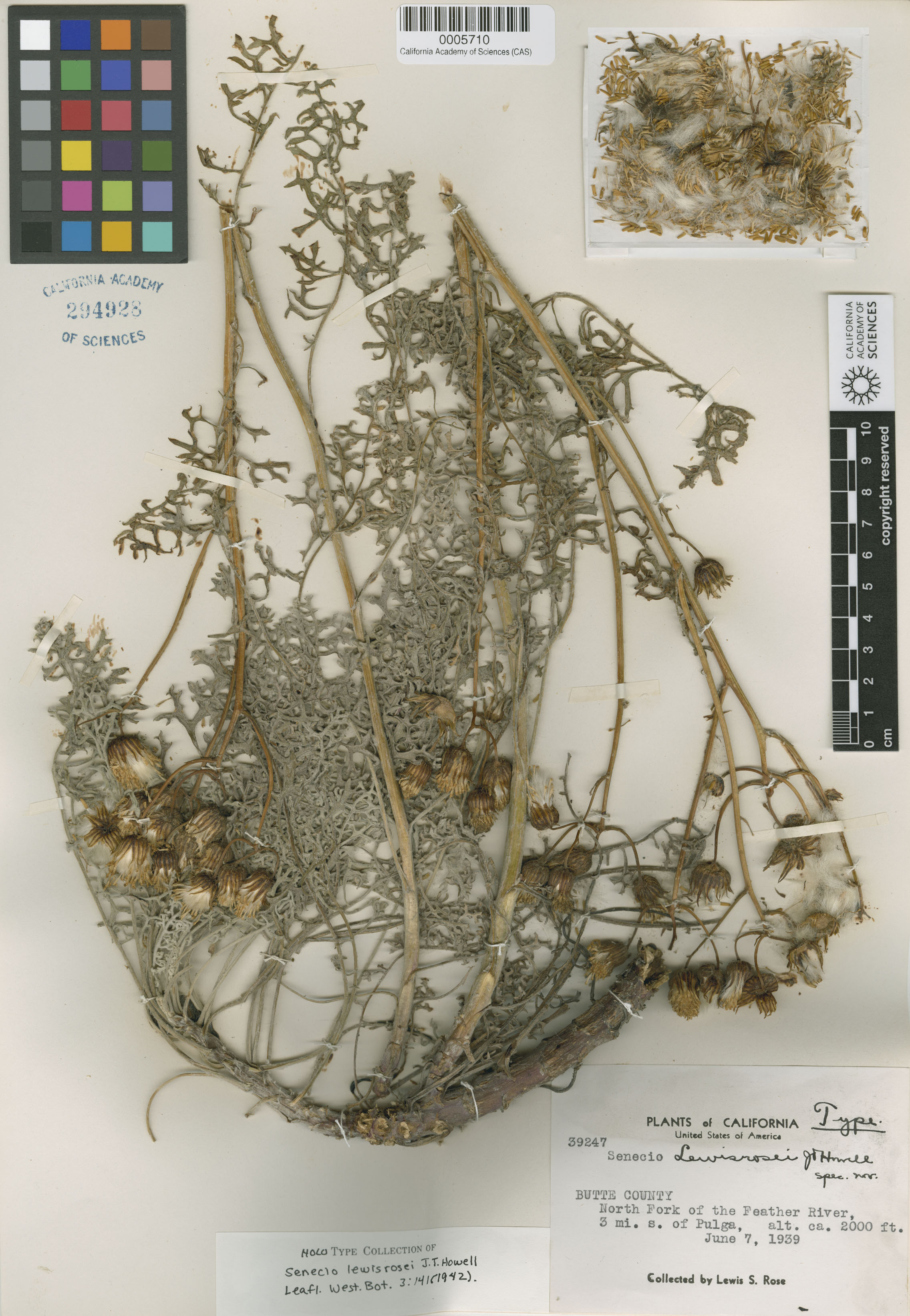 Packera eurycephala image