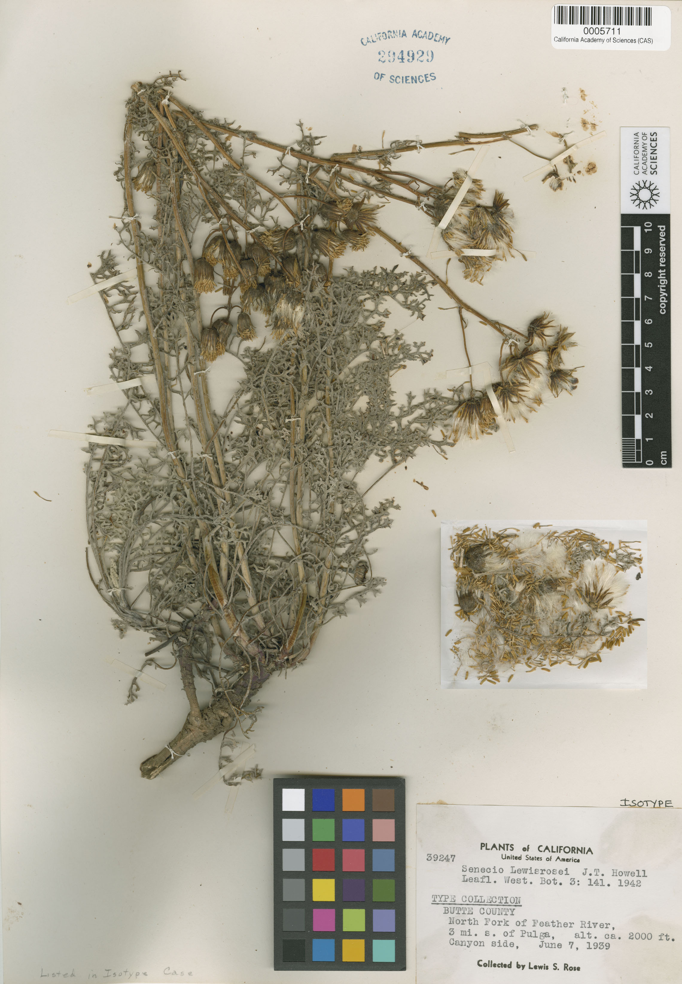 Packera eurycephala image