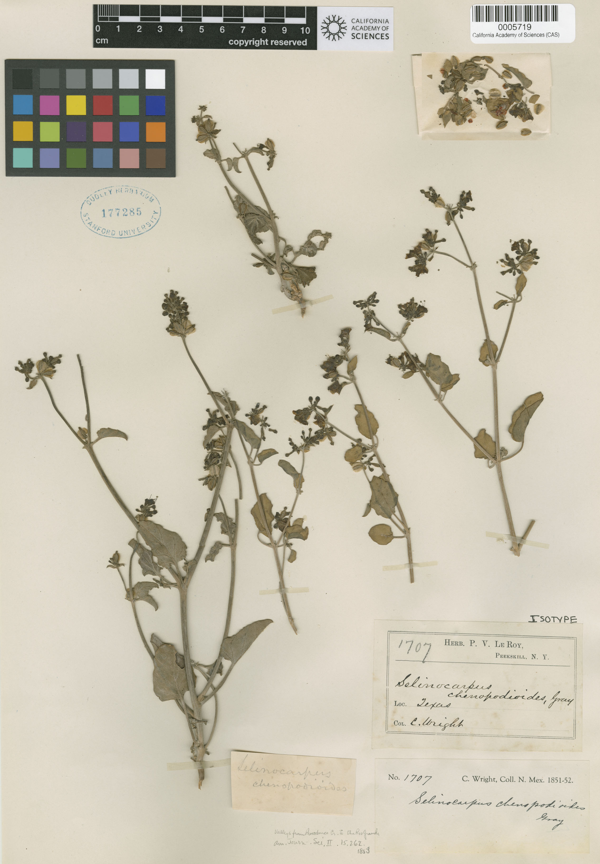 Acleisanthes chenopodioides image