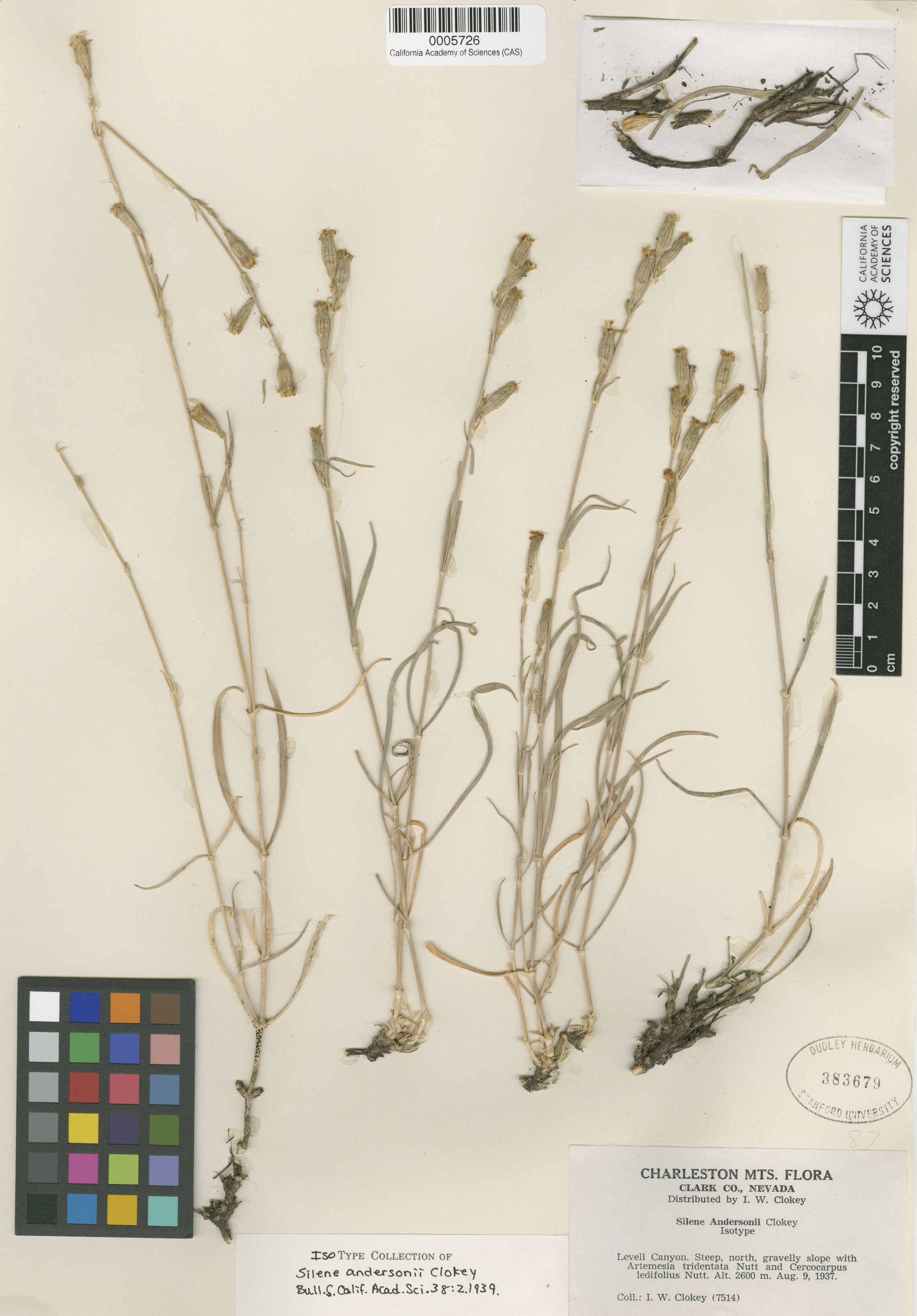 Silene verecunda image