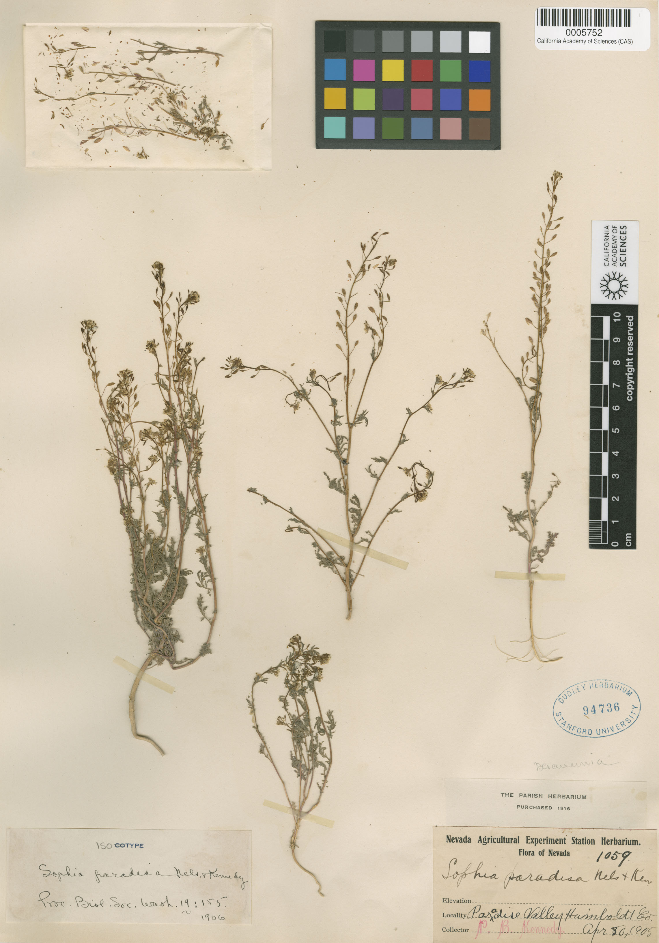 Descurainia paradisa image