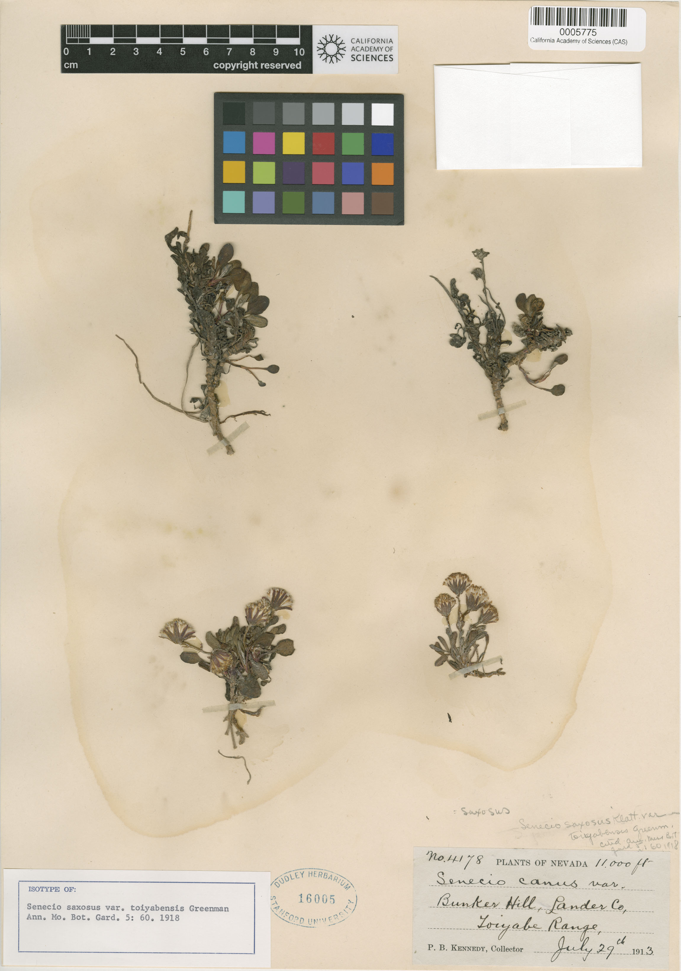 Packera werneriifolia image