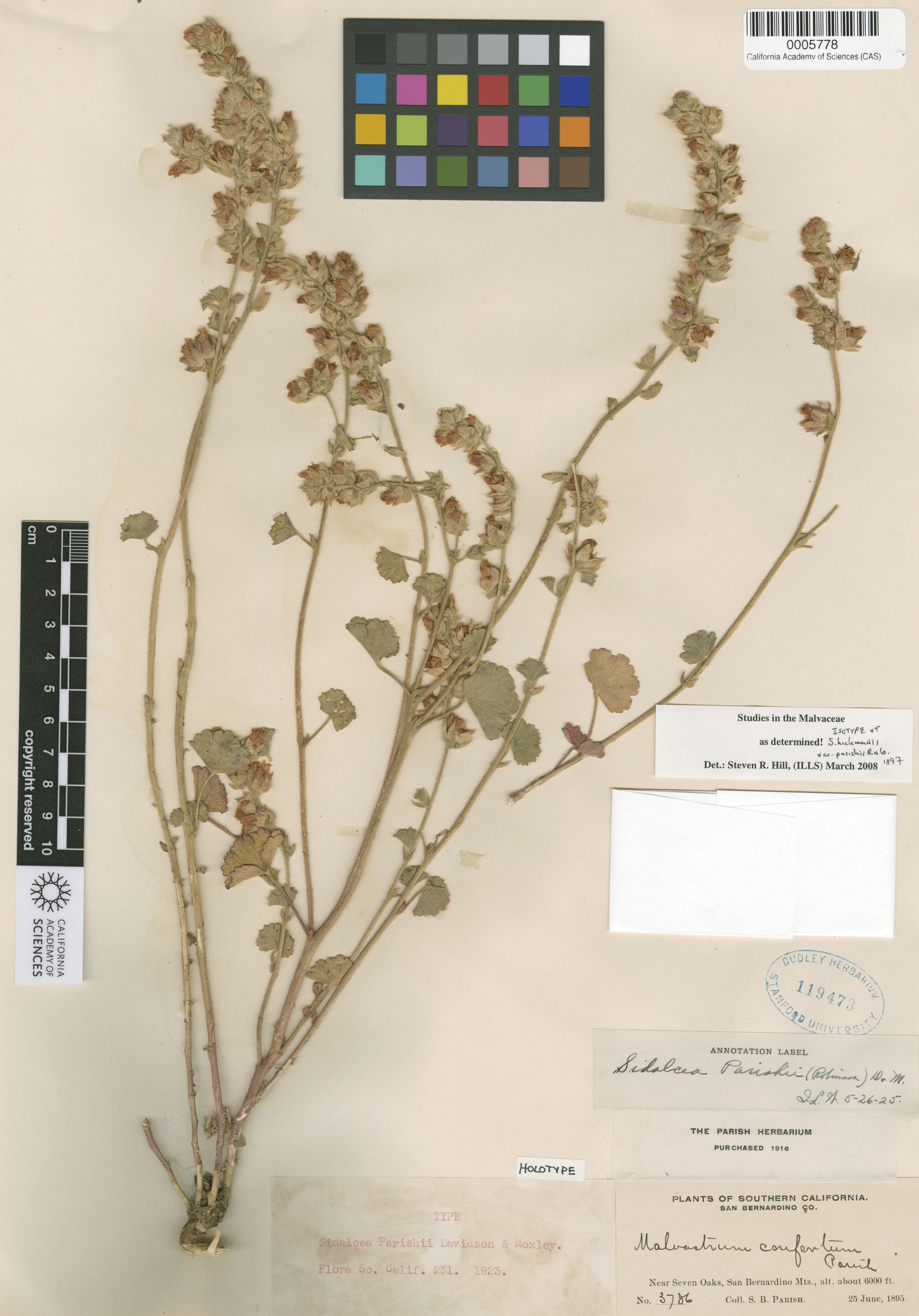 Sidalcea hickmanii image