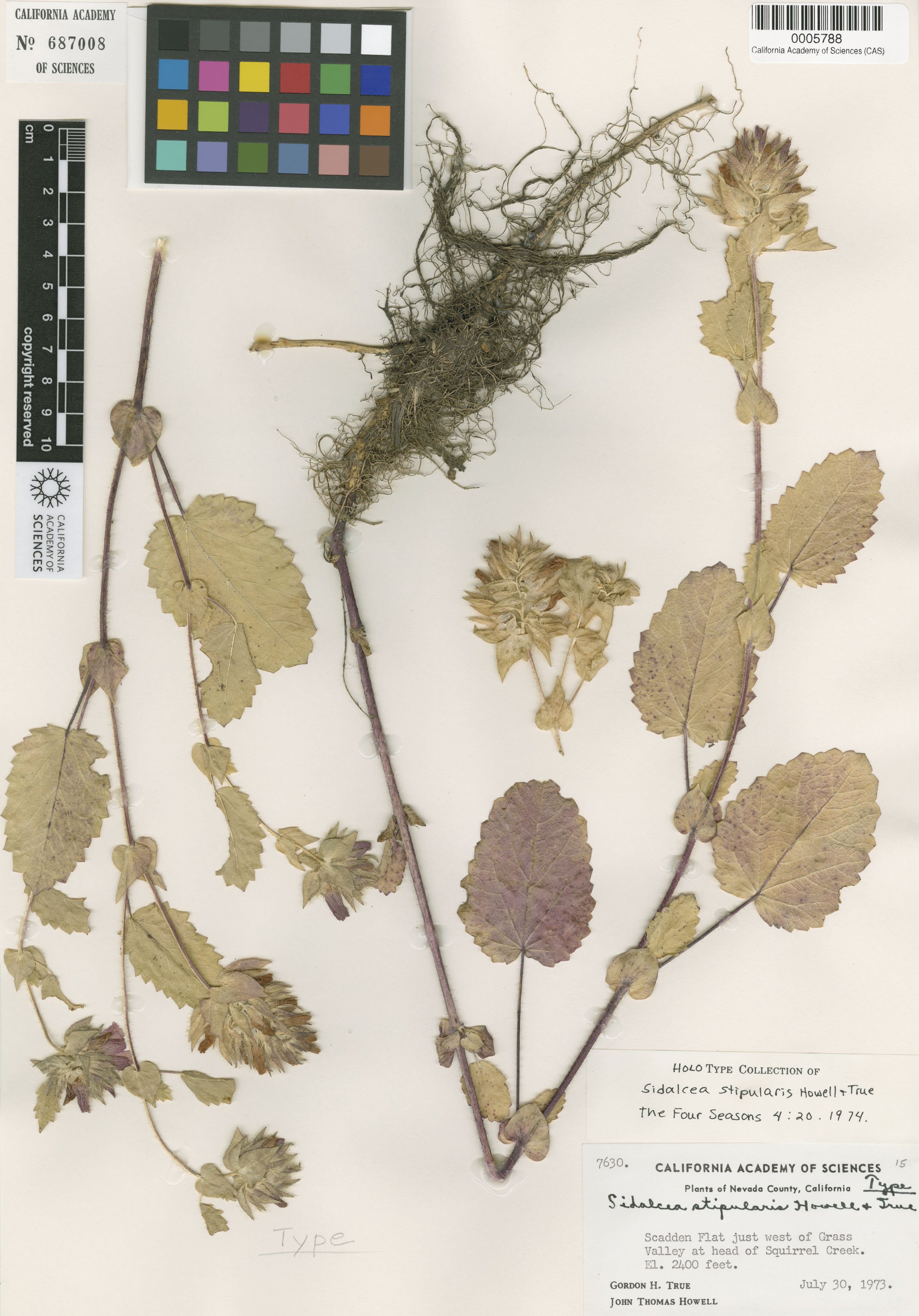 Sidalcea stipularis image