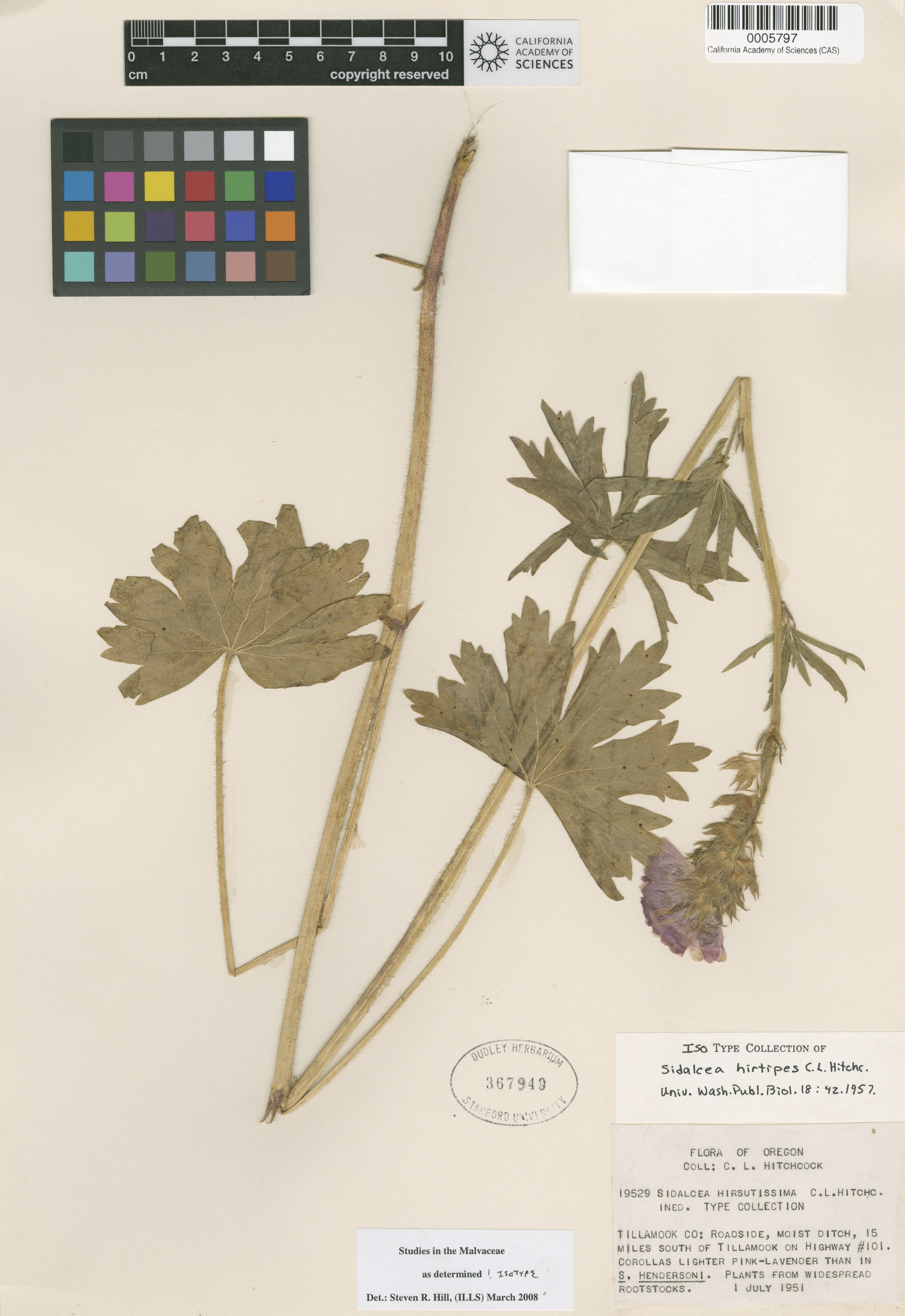 Sidalcea hirtipes image