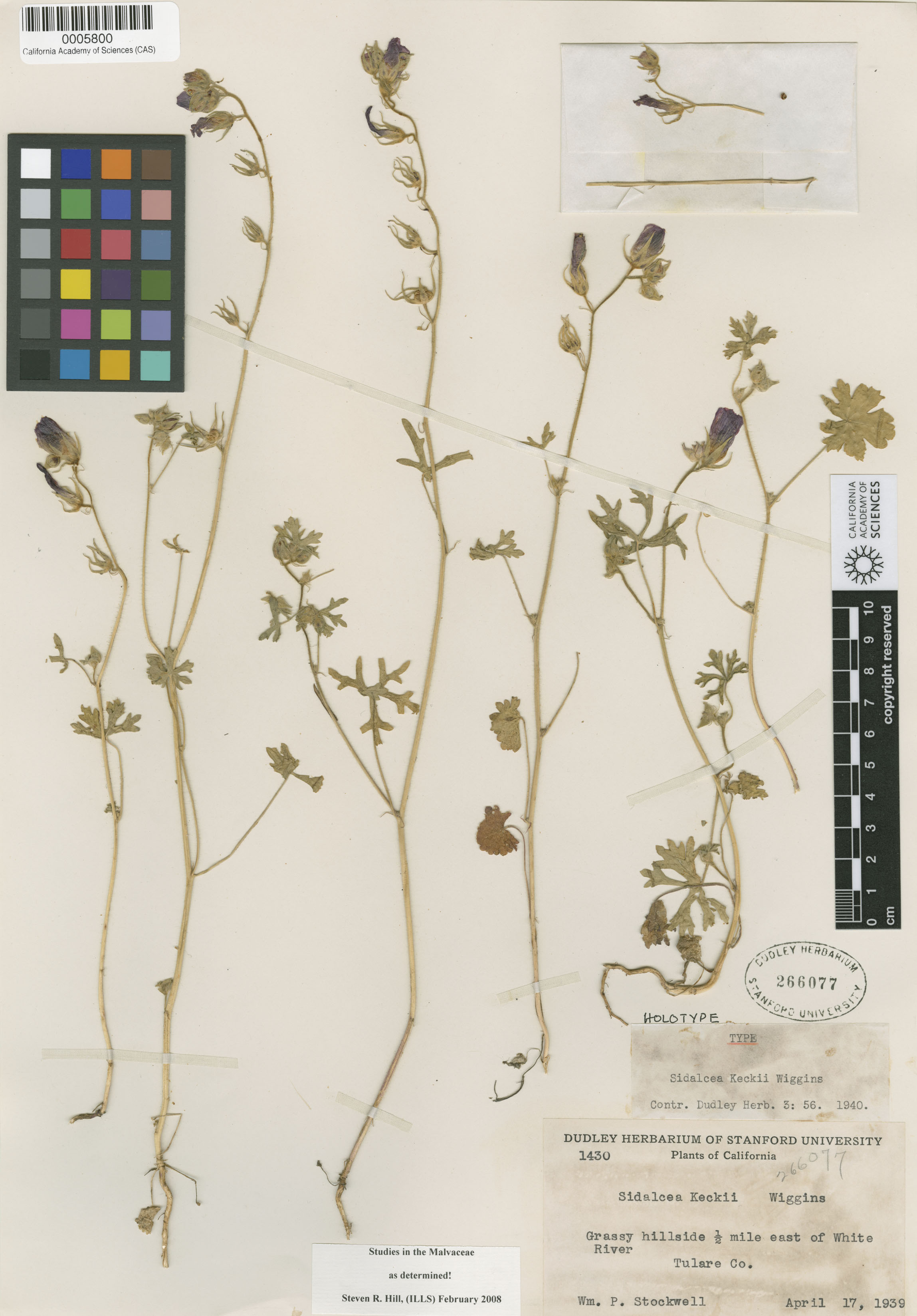 Sidalcea keckii image