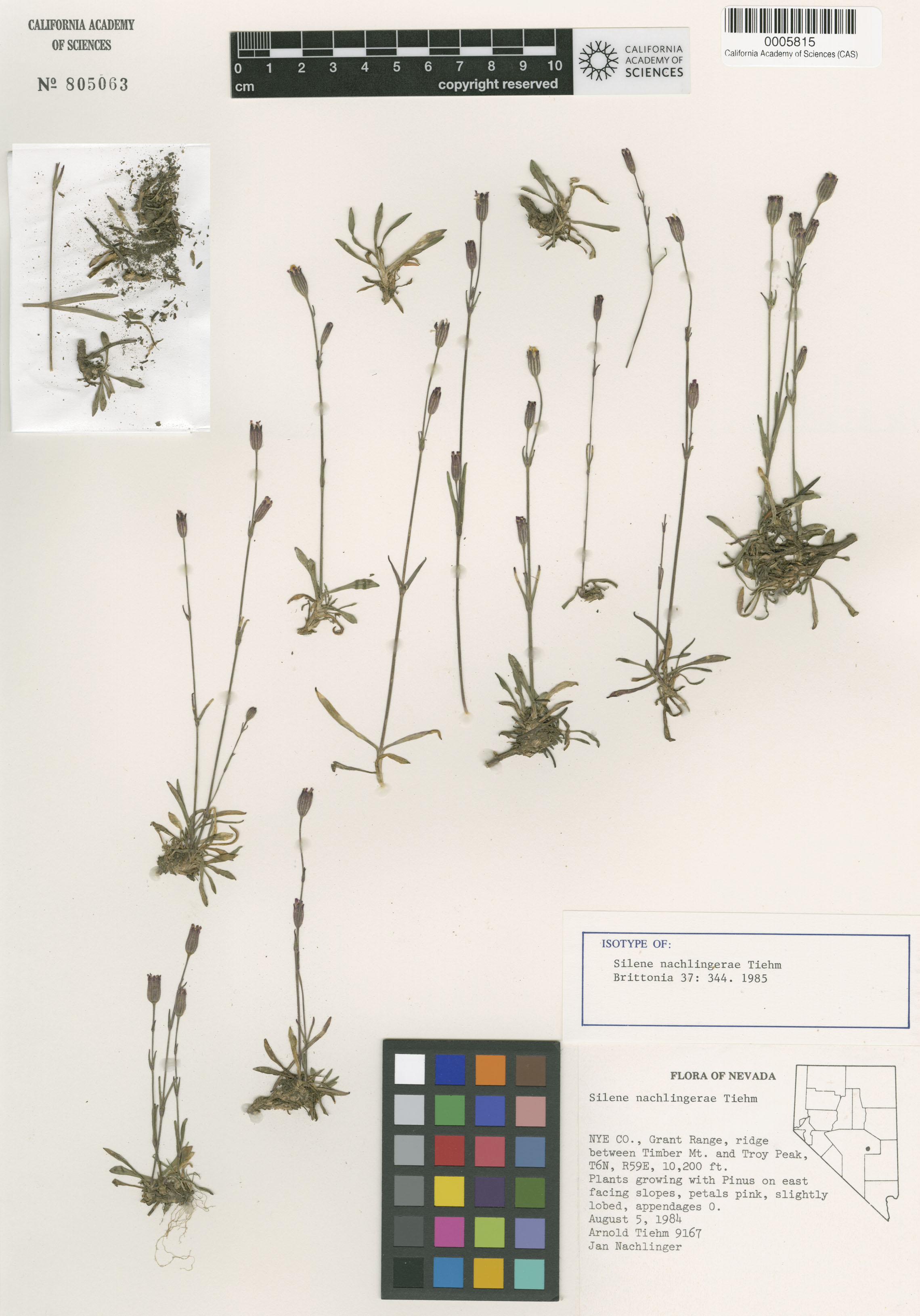 Caryophyllaceae image