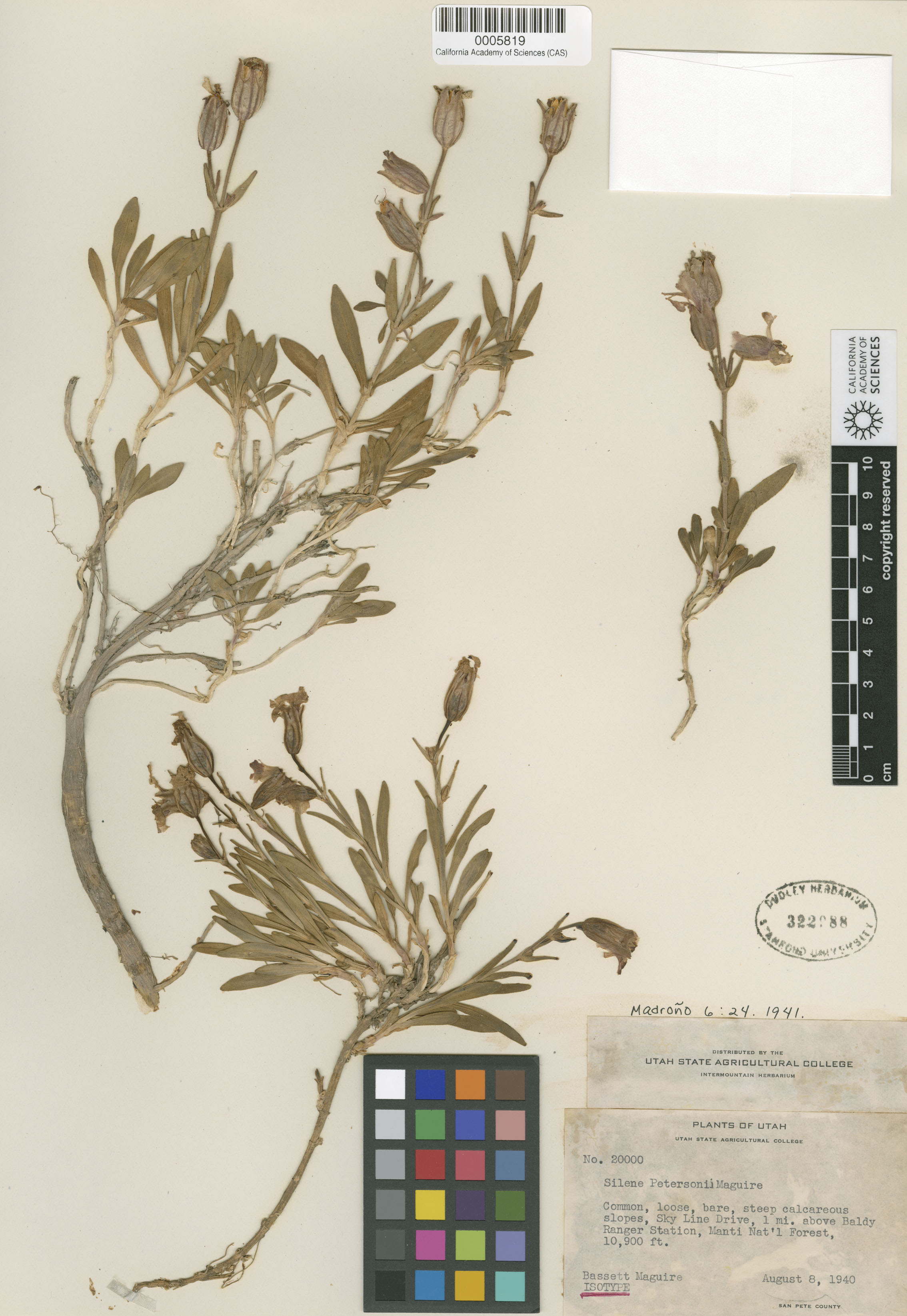 Silene petersonii image