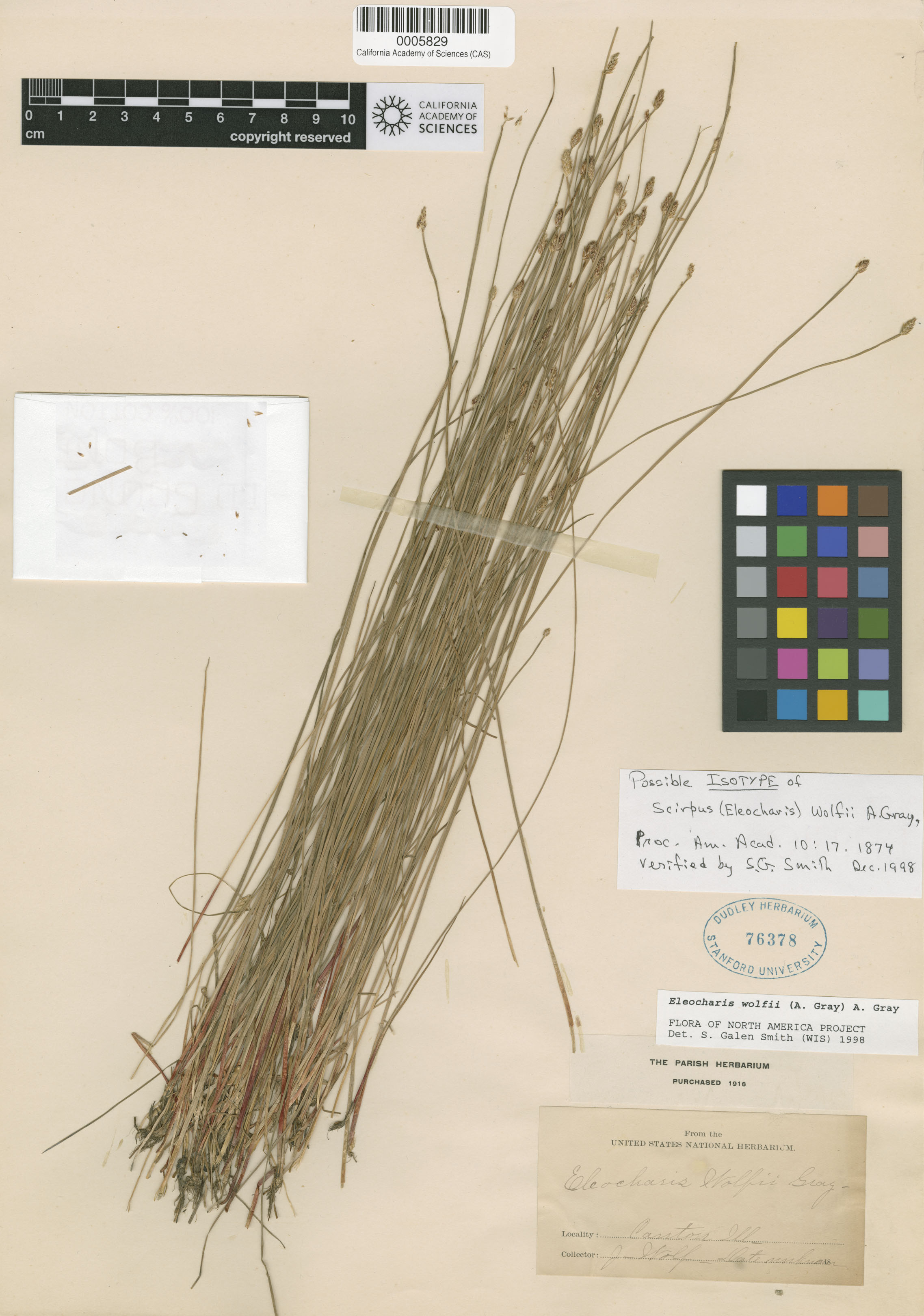 Eleocharis wolfii image