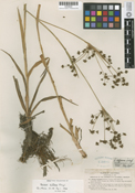 Image of Scirpus diffusus