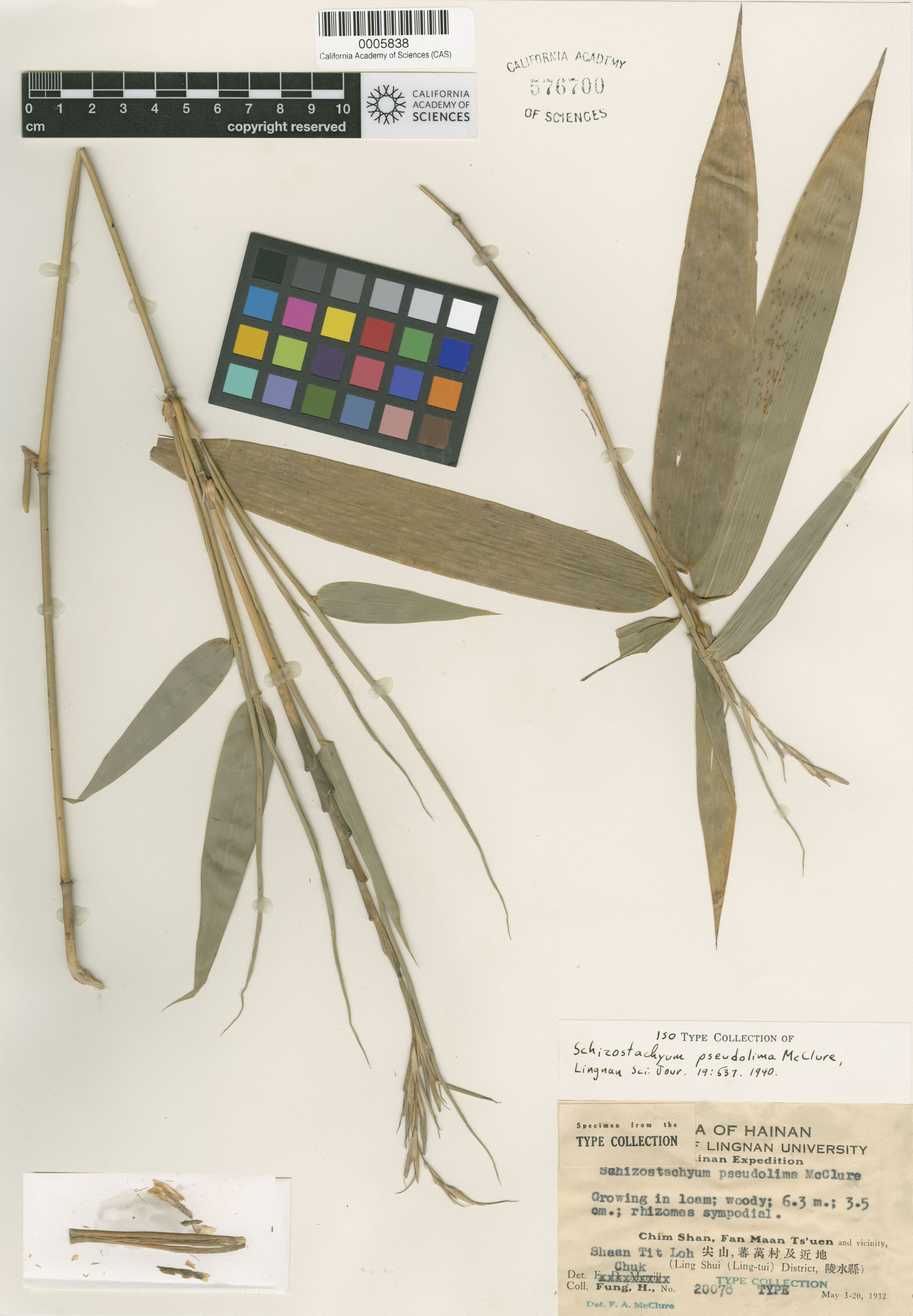 Schizostachyum image