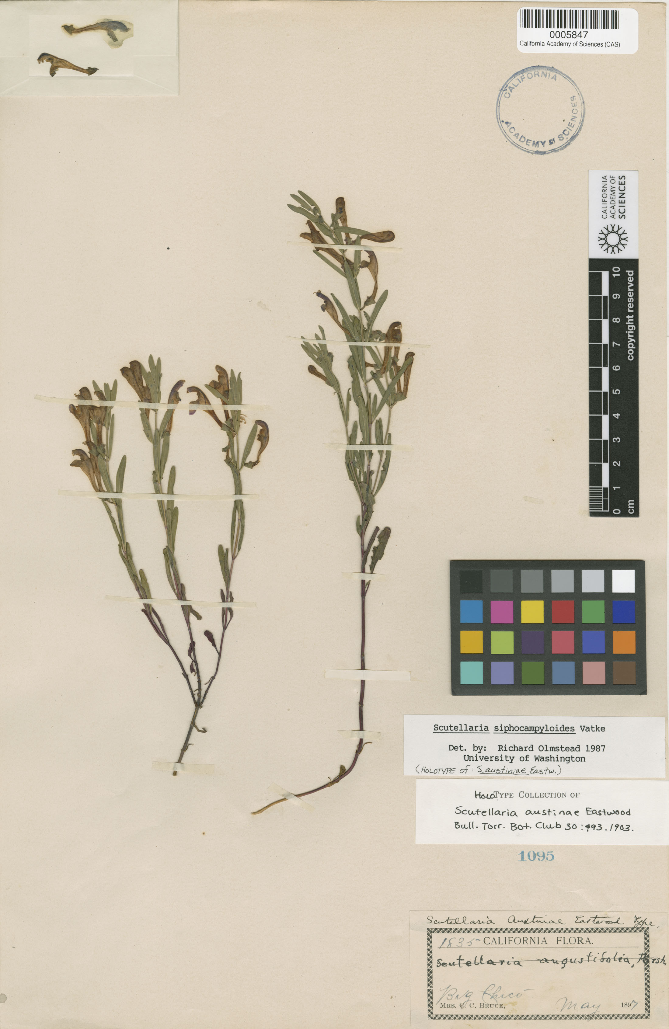 Scutellaria image