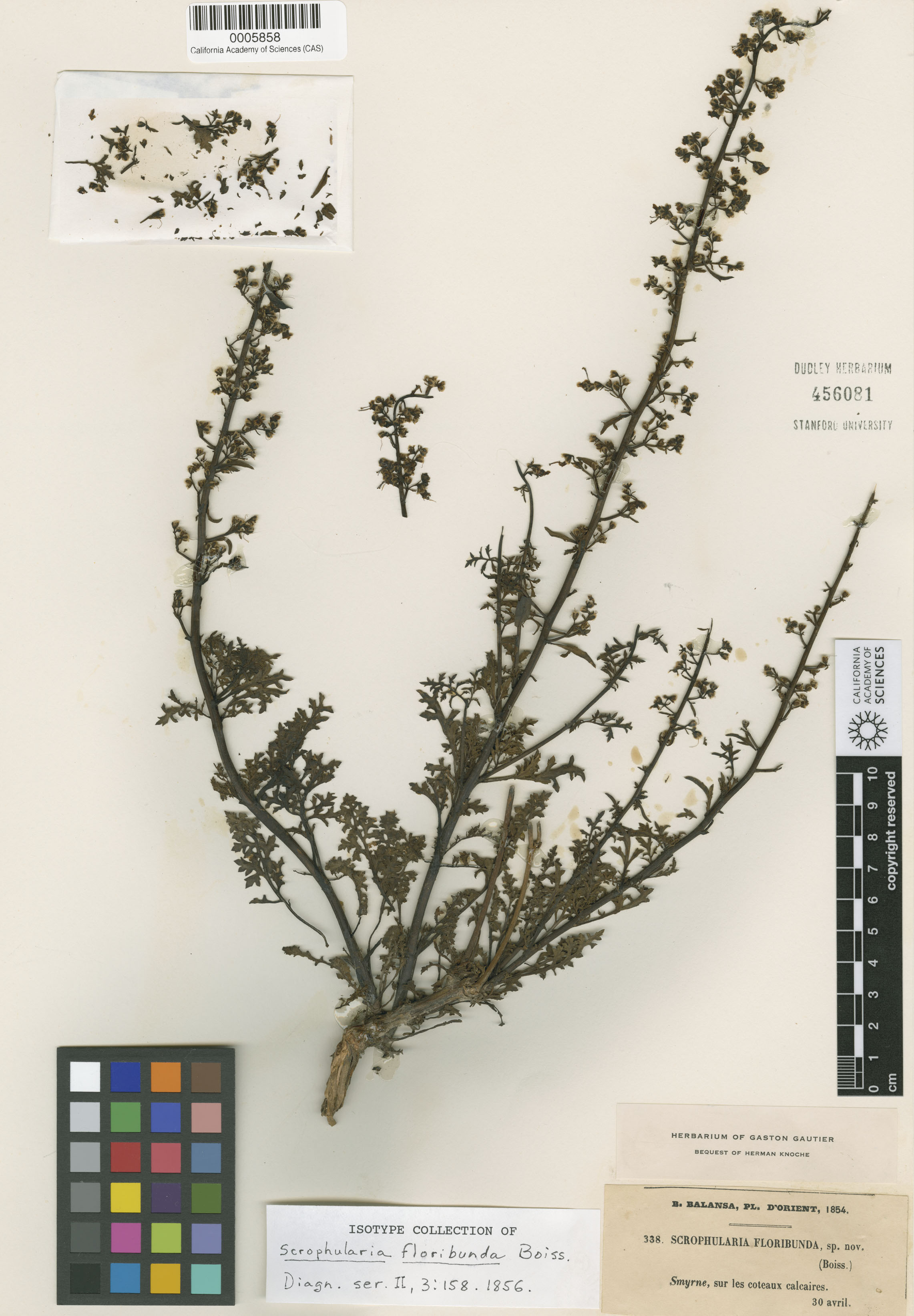 Scrophularia californica image