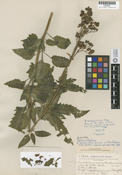 Image of Scrophularia macrantha