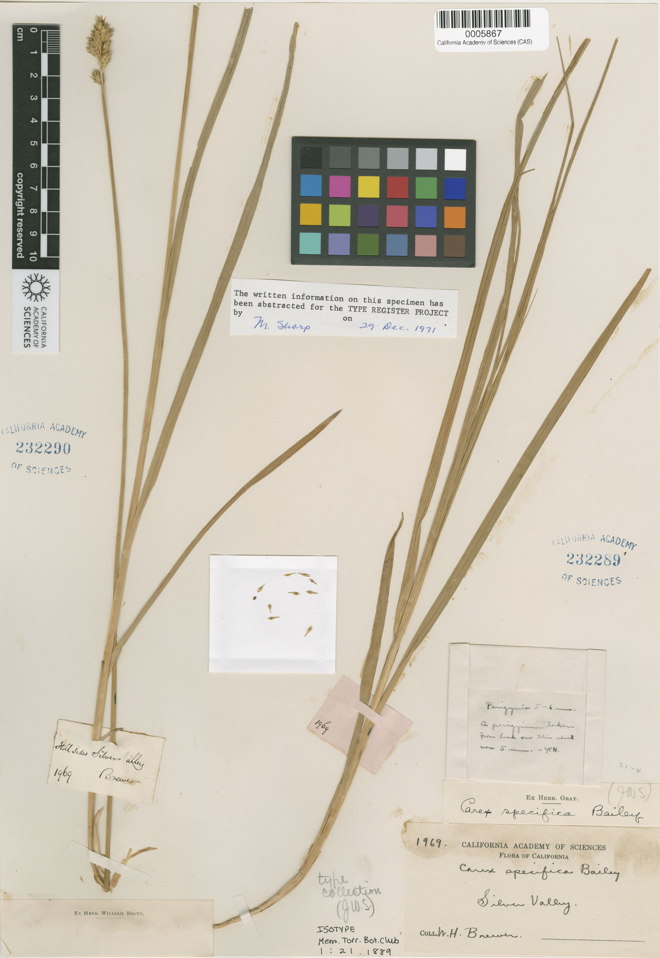 Carex specifica image