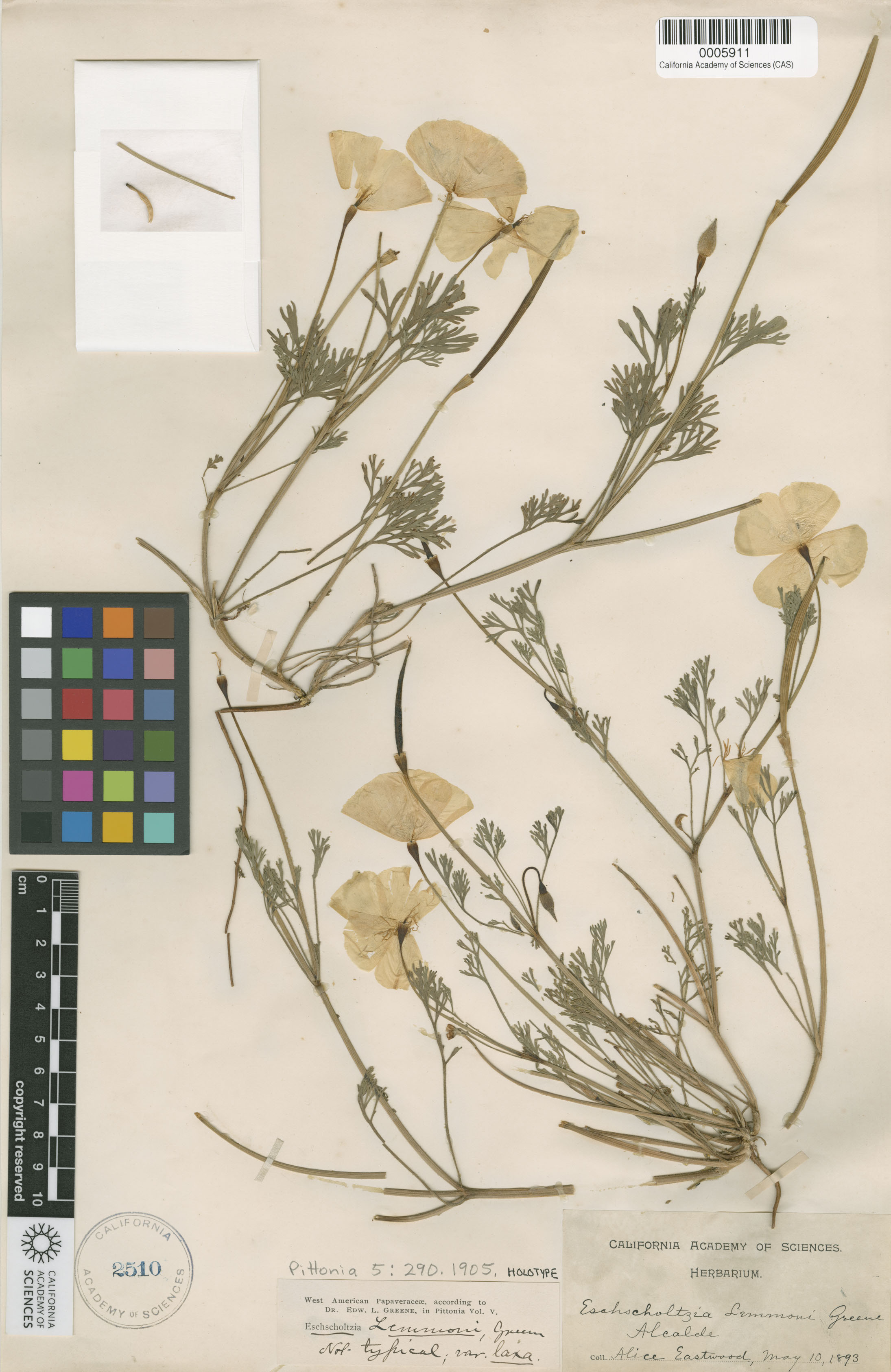 Eschscholzia lemmonii ssp. lemmonii image