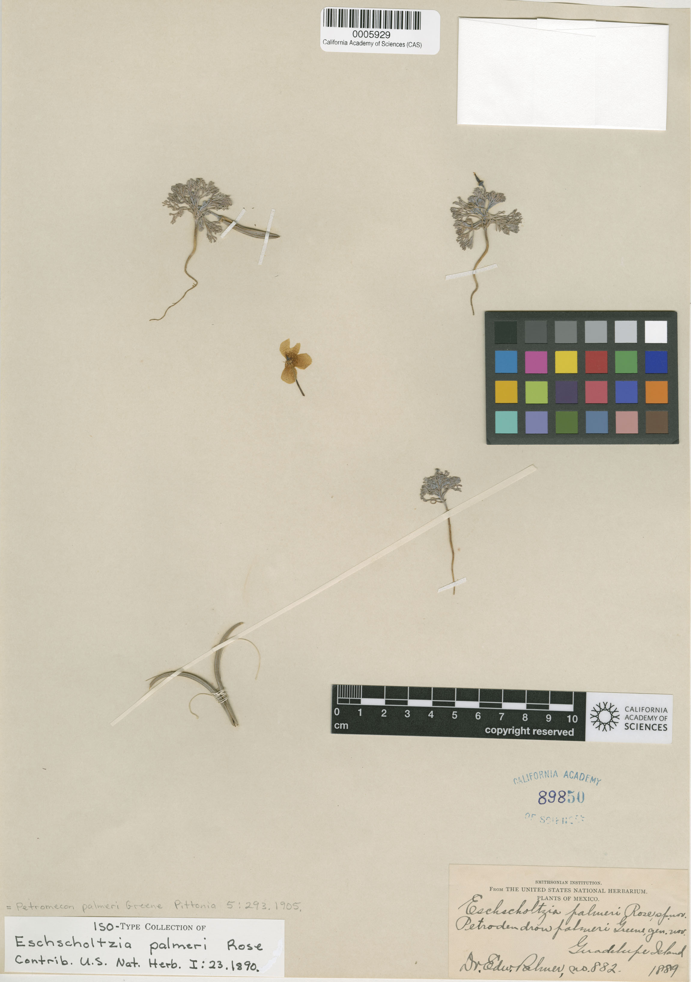 Eschscholzia palmeri image
