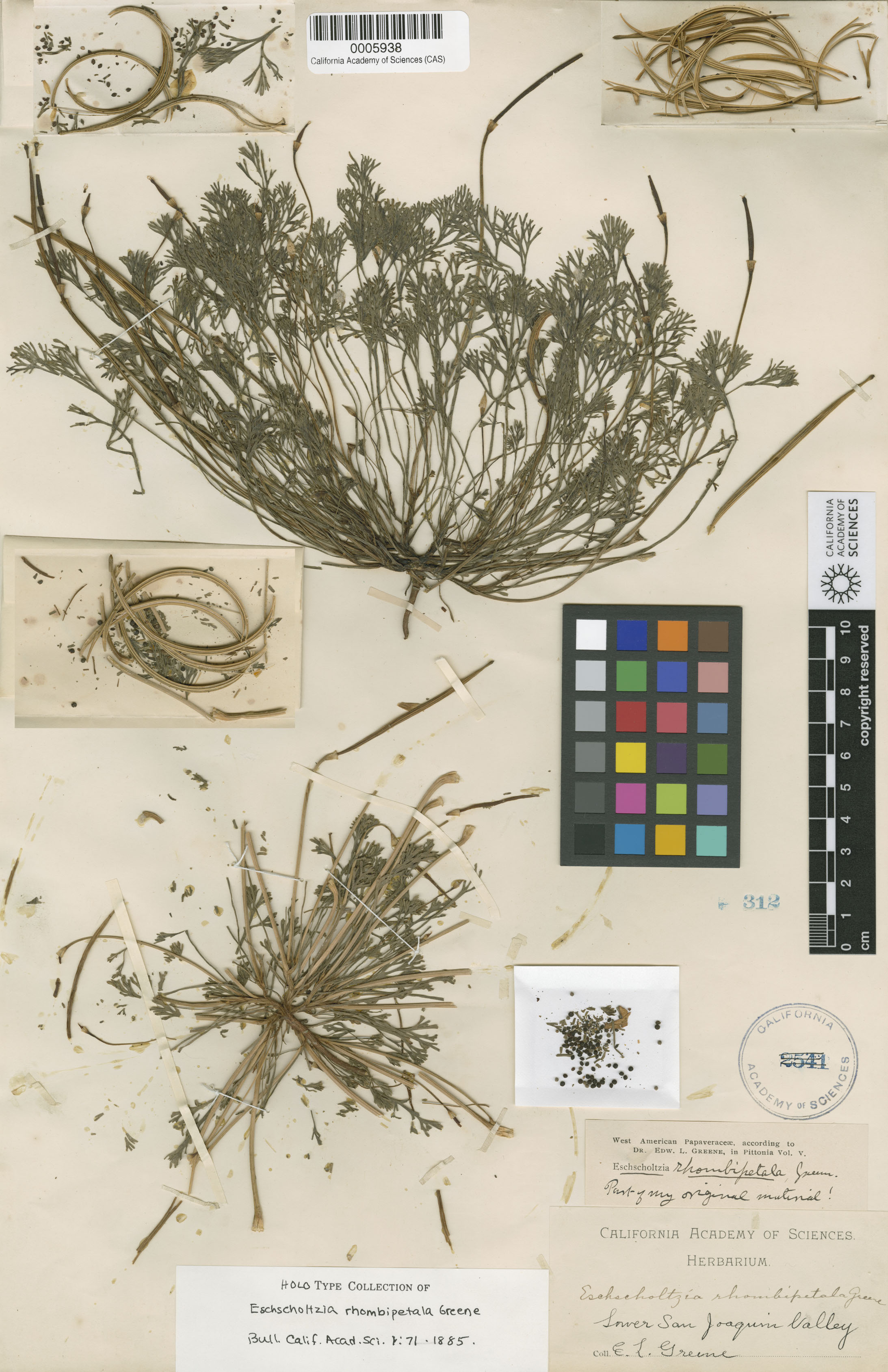 Eschscholzia rhombipetala image