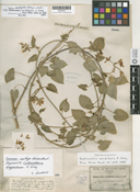 Image of Matelea cordifolia