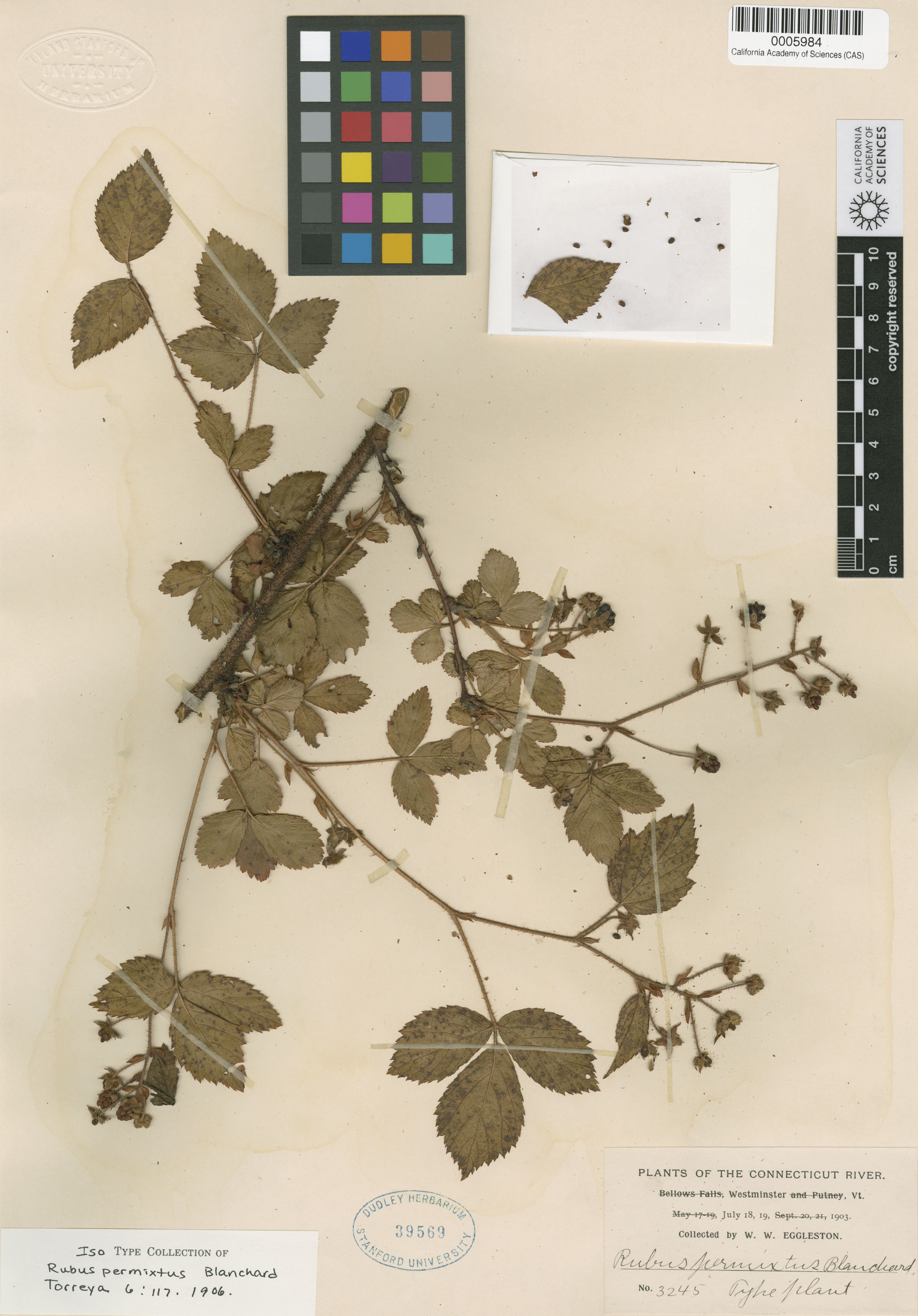 Rubus X permixtus image