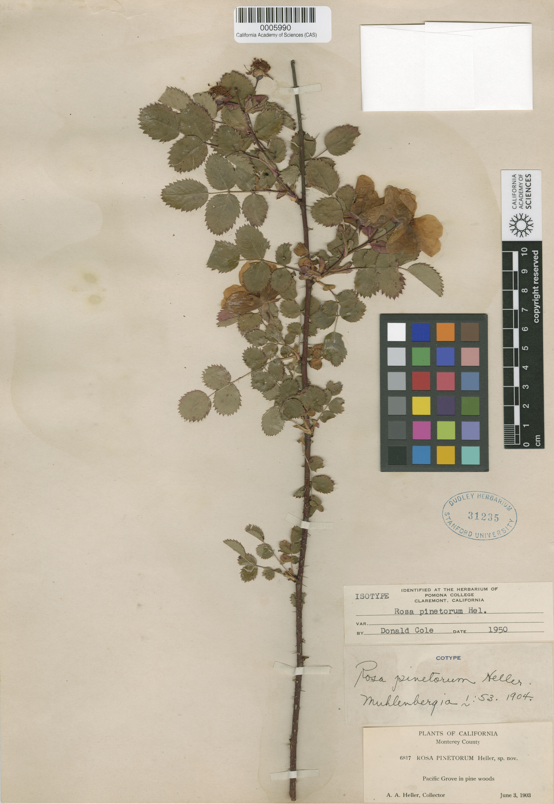 Rosa pinetorum image