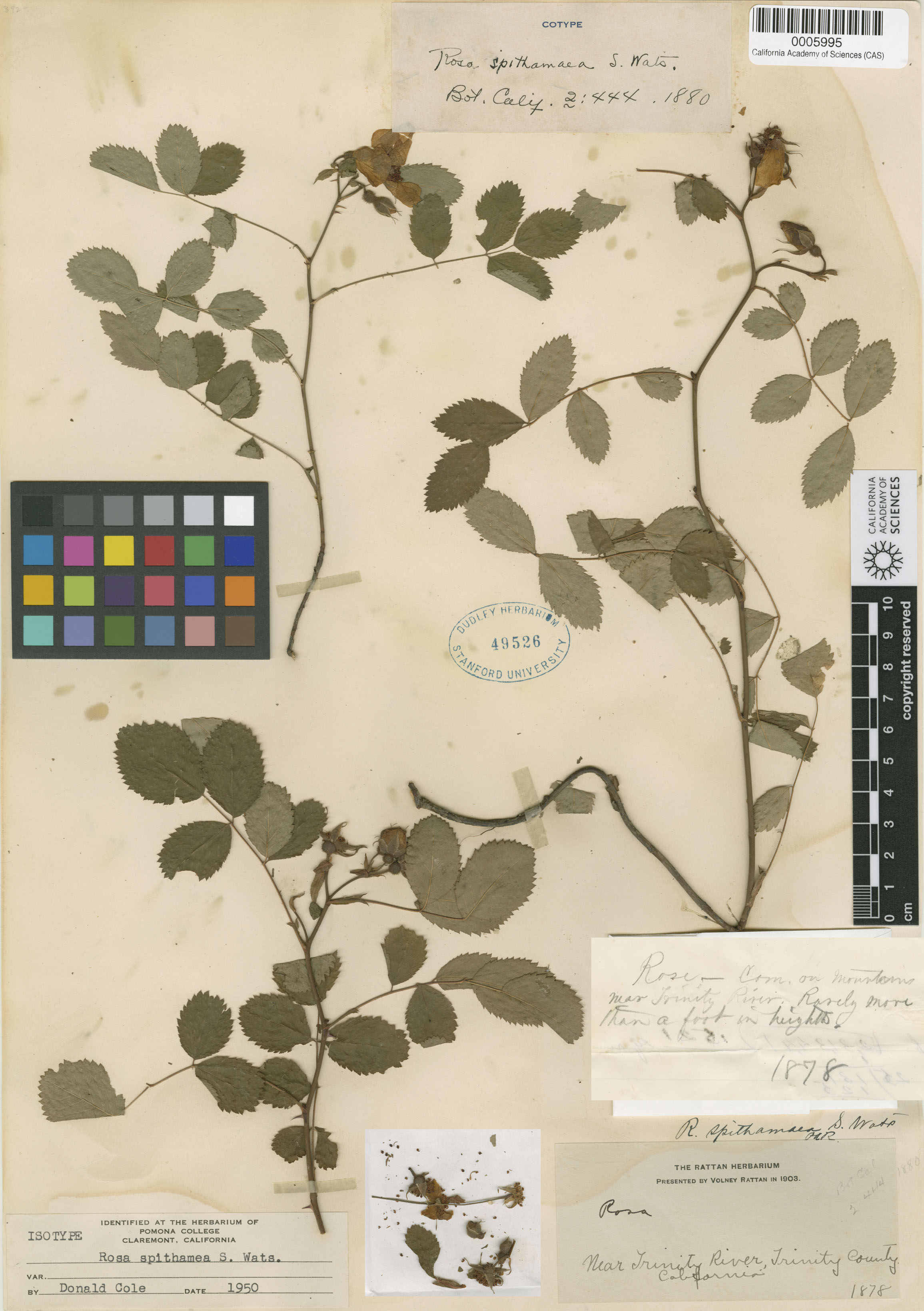 Rosa spithamea image