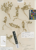 Rorippa subumbellata image