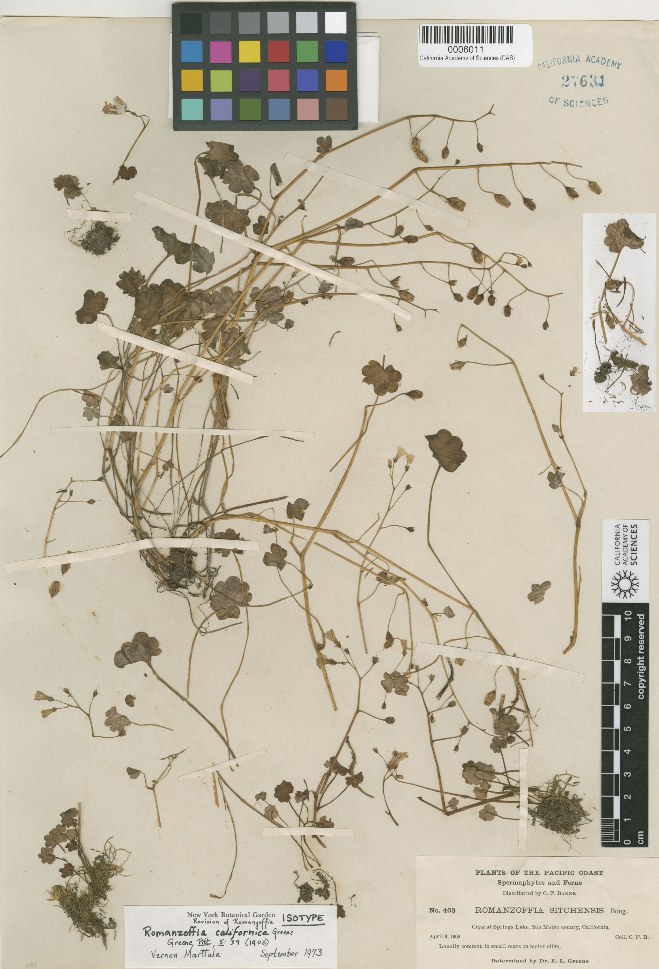 Romanzoffia californica image