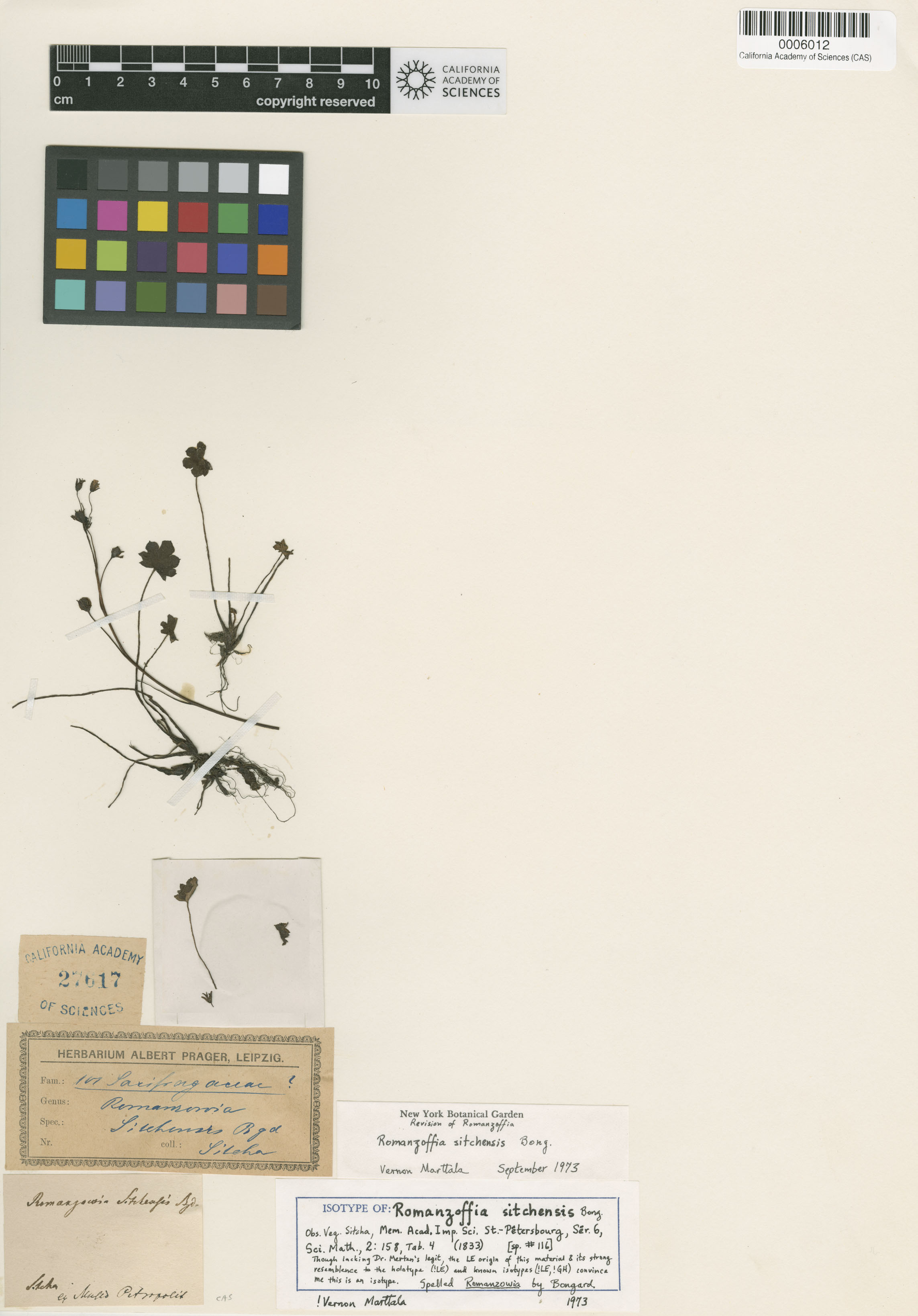 Romanzoffia sitchensis image