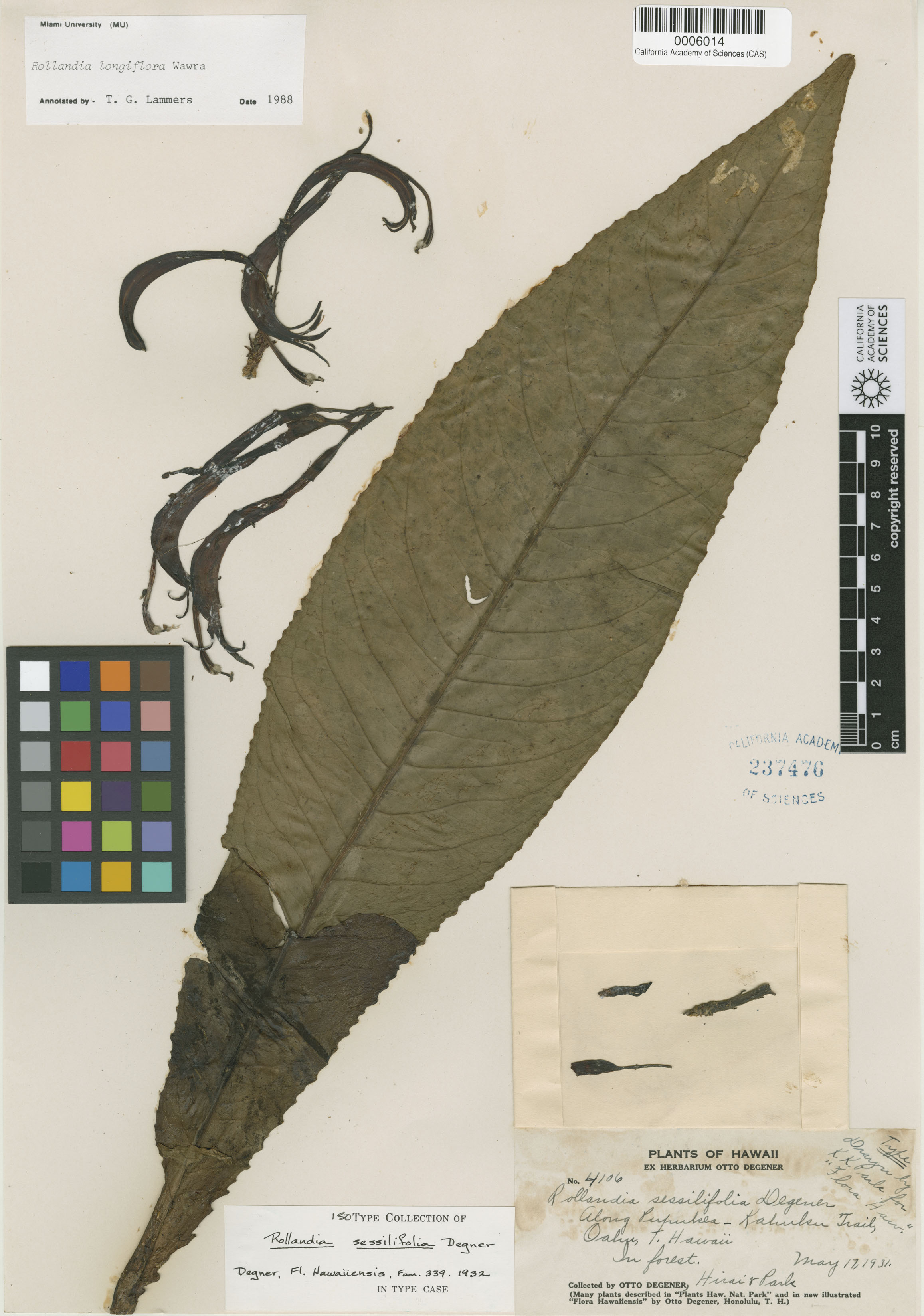 Cyanea sessilifolia image