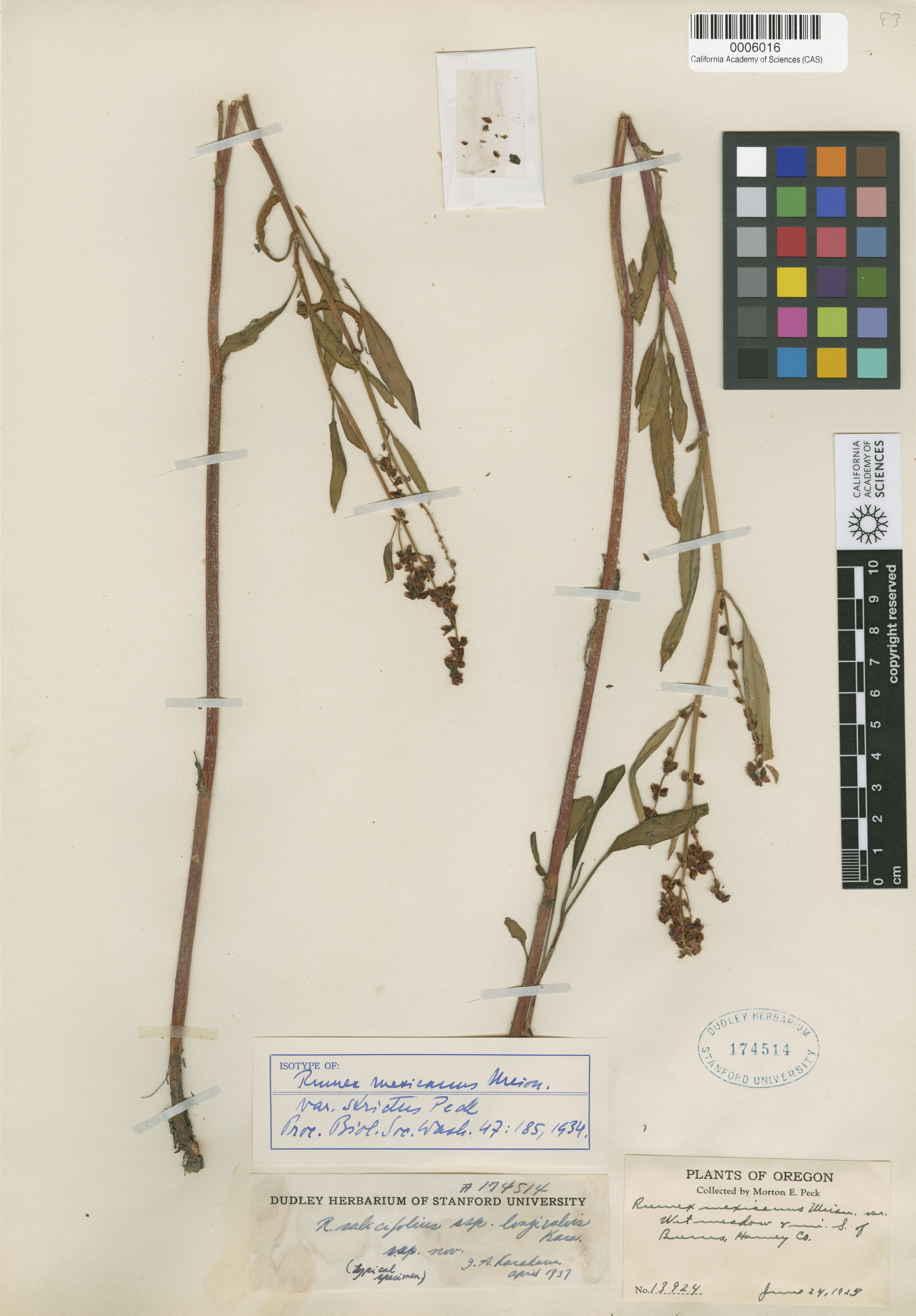 Rumex utahensis image