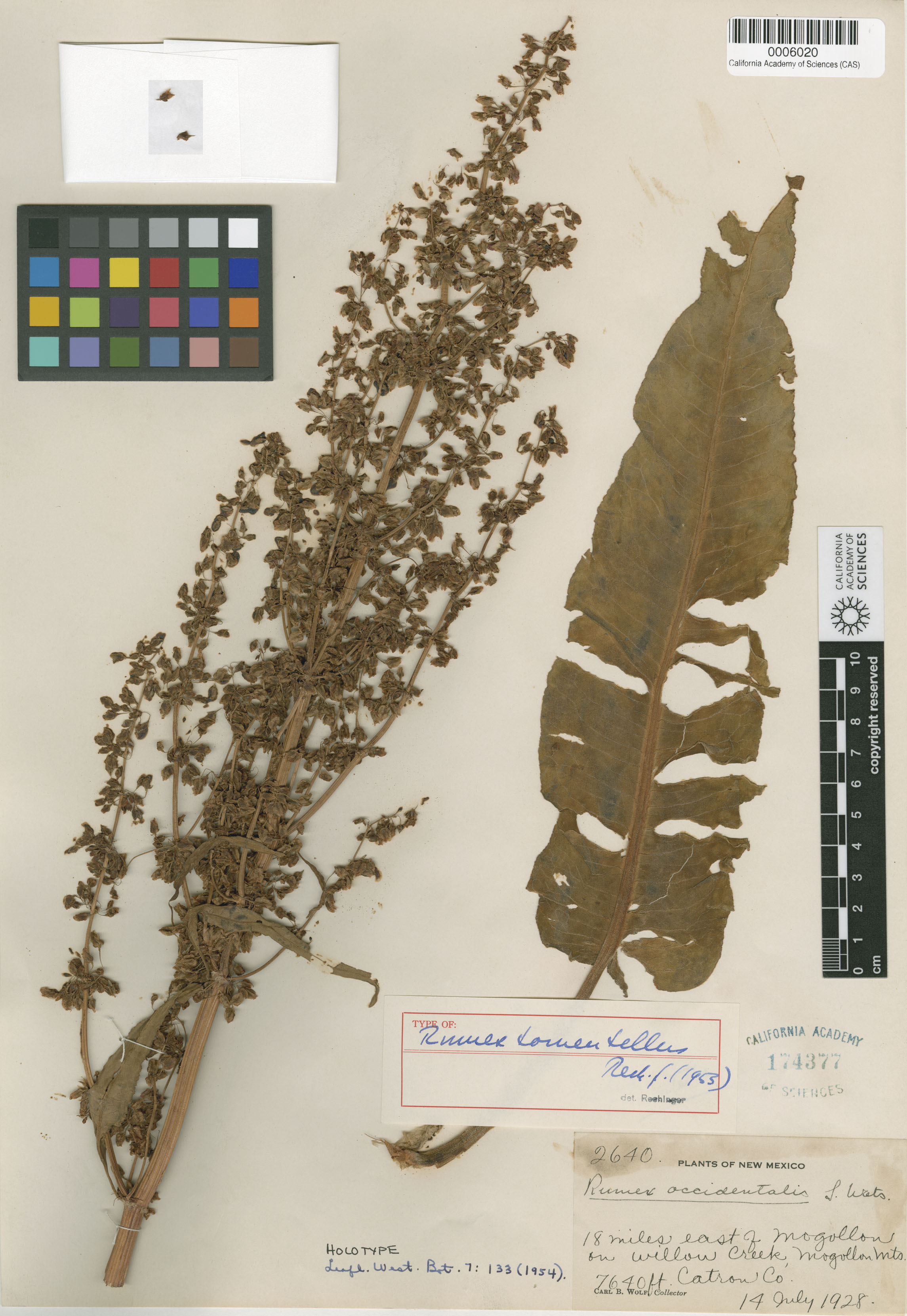 Rumex tomentellus image