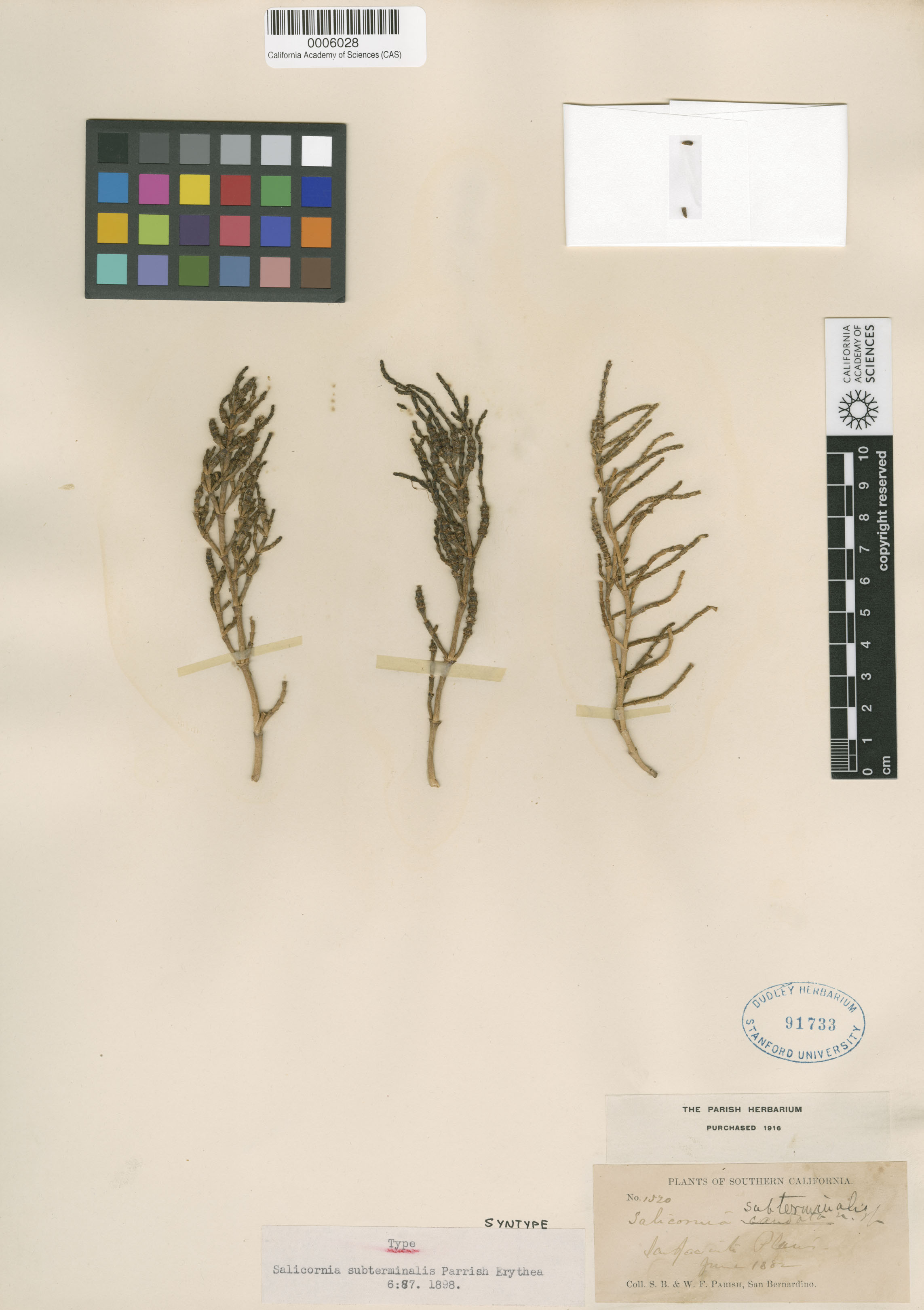 Arthrocnemum subterminale image