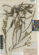 Salix lasiolepis image