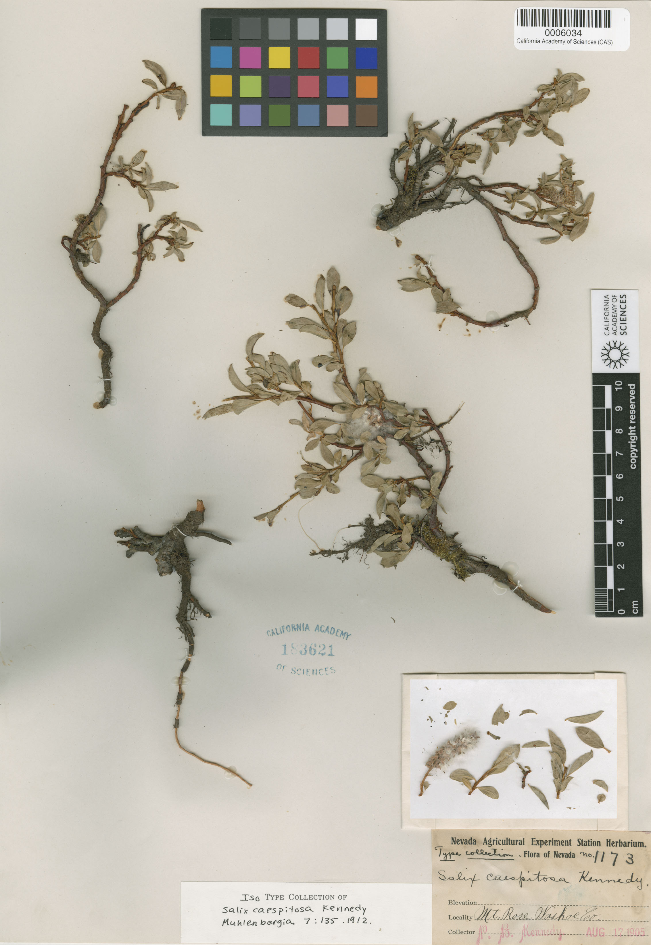 Salix petrophila image