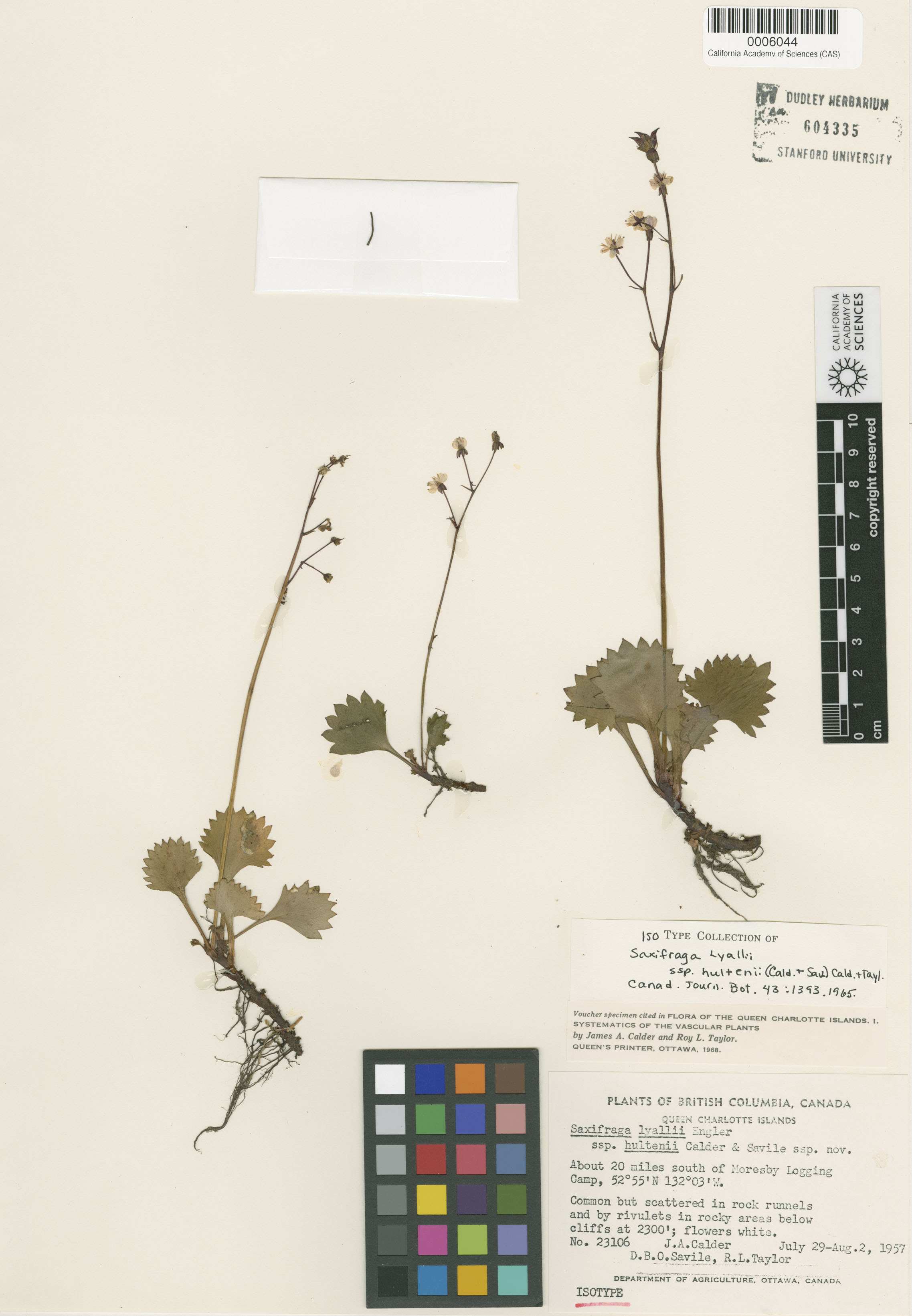 Saxifraga lyallii image