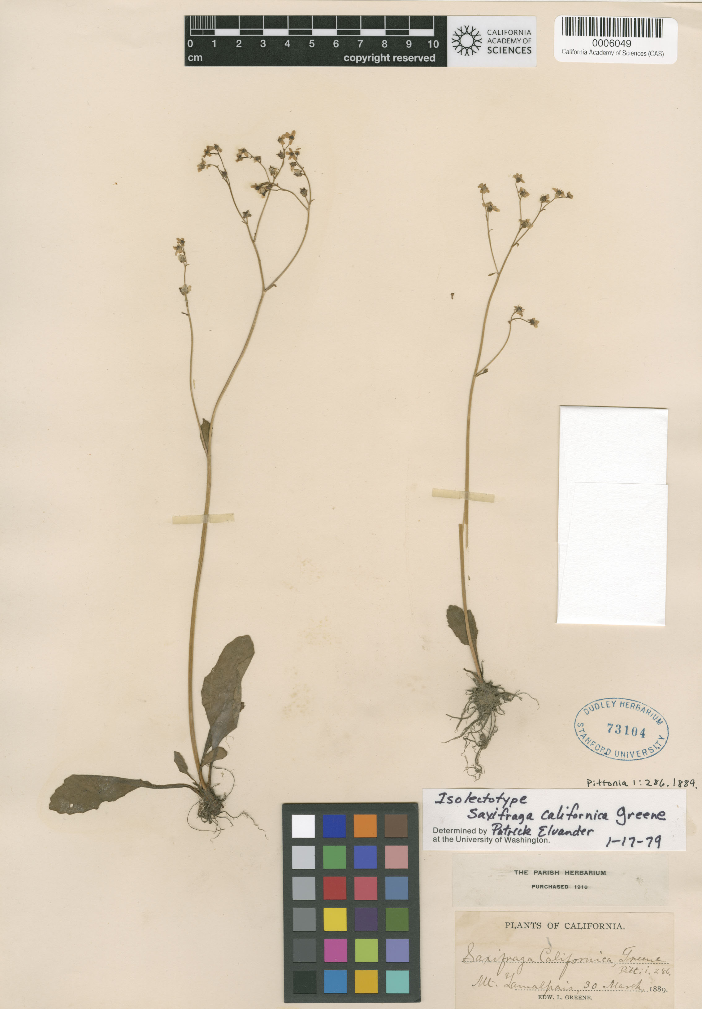 Saxifraga californica image