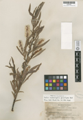 Salix melanopsis image